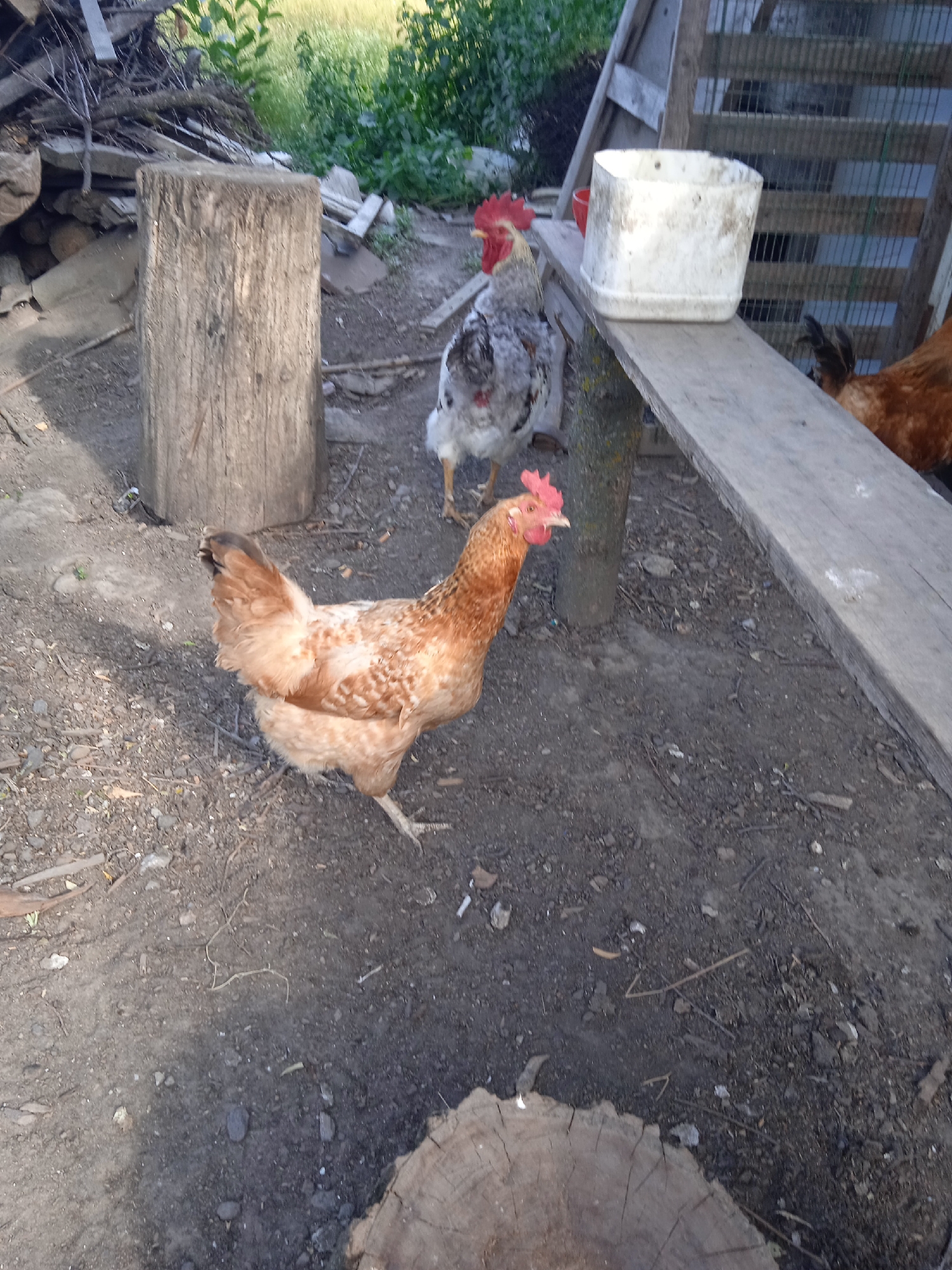 In Rakove, Ukraine, this image depicts a rural yard scene. A light brown hen with a spotted pattern stands on the dusty ground, facing left. Behind it, a rooster with a gray and white speckled body and a bright red comb stands facing forward. To the right of the rooster, a white plastic bucket rests on a wooden plank. In the background, a wooden structure with a fence is visible, and a pile of cut logs and branches is stacked to the left. Lush green foliage grows behind the wooden structure.