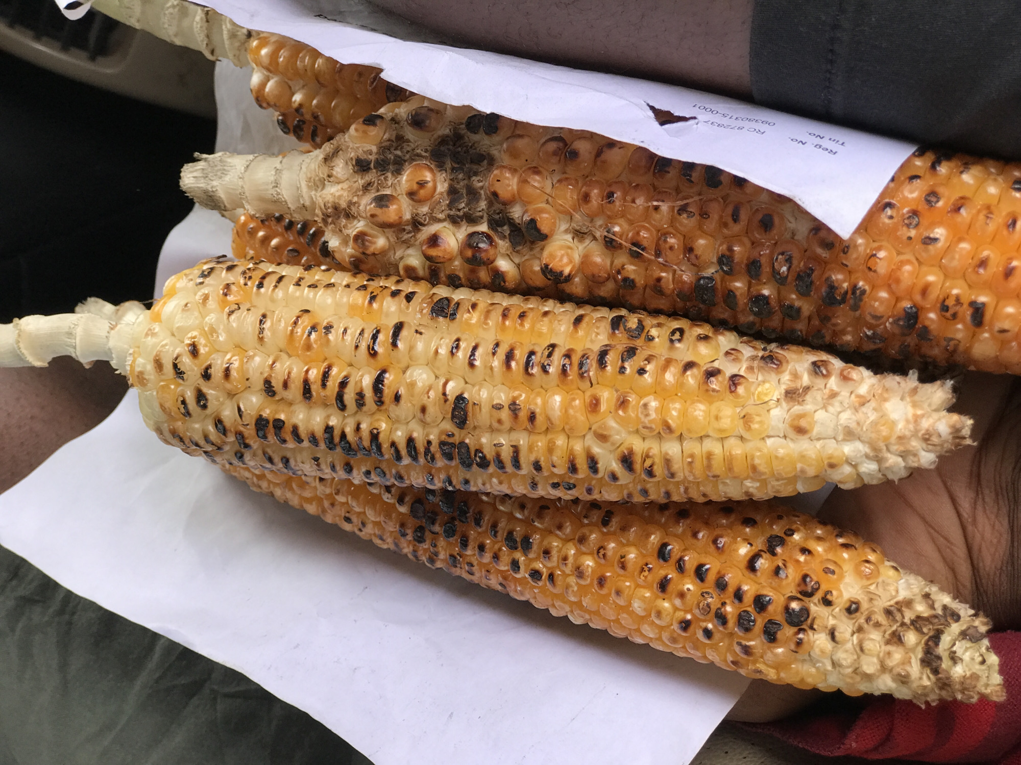 The image presents a close-up view of four cobs of roasted or grilled corn, held by a person. The corn cobs are arranged diagonally, with their kernels exhibiting a blend of golden yellow and white, interspersed with noticeable charred spots. This charring suggests they were cooked over high heat, such as a grill or open flame, a common preparation method for street food. The cobs retain their fibrous stalks, indicating fresh preparation and readiness for consumption.
The corn is partially supported and wrapped by a piece of white paper, which appears to be a receipt or simple packaging. Visible text on this paper includes "Reg. No.", "Tin No.", "RC 872937", and "09380315-0001". These are likely official registration or identification numbers, common on business transaction slips, consistent with the context of Abuja, Nigeria.
Parts of a person's hands and arms are visible, characterized by a dark skin tone, holding the corn. The background is dark and indistinct, suggesting an indoor setting like a vehicle interior or a shaded area. This setting implies a casual activity, possibly eating a snack on the go or immediately after purchase. The scene captures a moment focused on the food itself, reflecting a common aspect of local street food culture in Abuja, Nigeria. No specific time of day, weather, or discernible emotions are evident in the photograph.