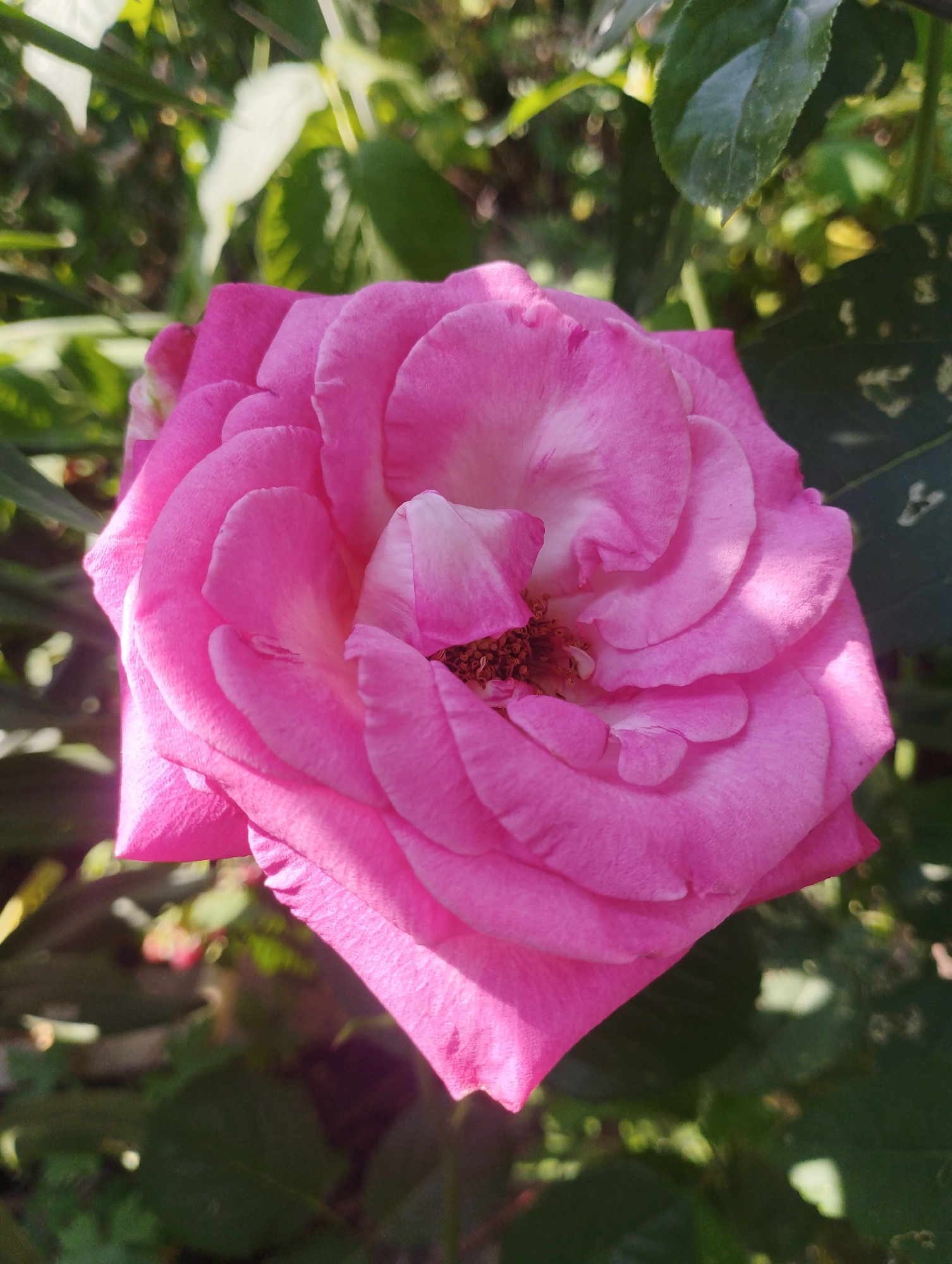 A close-up, overhead shot showcases a vibrant pink rose in full bloom. The rose's petals are a rich, saturated pink, with lighter shades of pink and white appearing towards the center. The flower is bathed in sunlight, creating highlights and shadows that accentuate the texture and curves of its petals. The center of the rose reveals its stamen and pistil, a deep brown, fuzzy cluster. Surrounding the rose, the background is a blur of green foliage, suggesting it is outdoors in a garden setting. Some leaves are in sharp focus and are a deep green, while others are out of focus and appear as soft, bokeh circles of light and color. The lighting suggests it is daytime, with the sun casting a warm glow on the scene. The location is identified as Baryshivka, Ukraine.