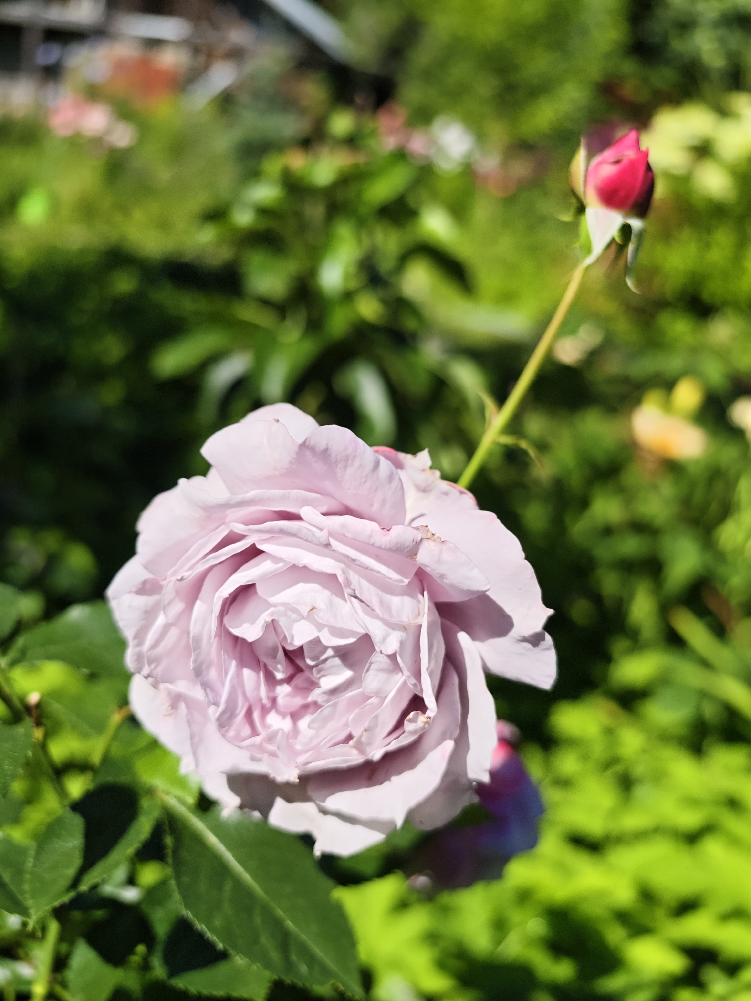A light purple rose is in full bloom, its petals unfurling in the soft sunlight. To the right of the rose, a pink bud is poised to open, its stem reaching upwards. The background is a blur of lush green foliage, suggesting a garden setting. The scene appears to be a close-up shot, with the rose filling the majority of the frame. The image was captured in Dubki, Russia.