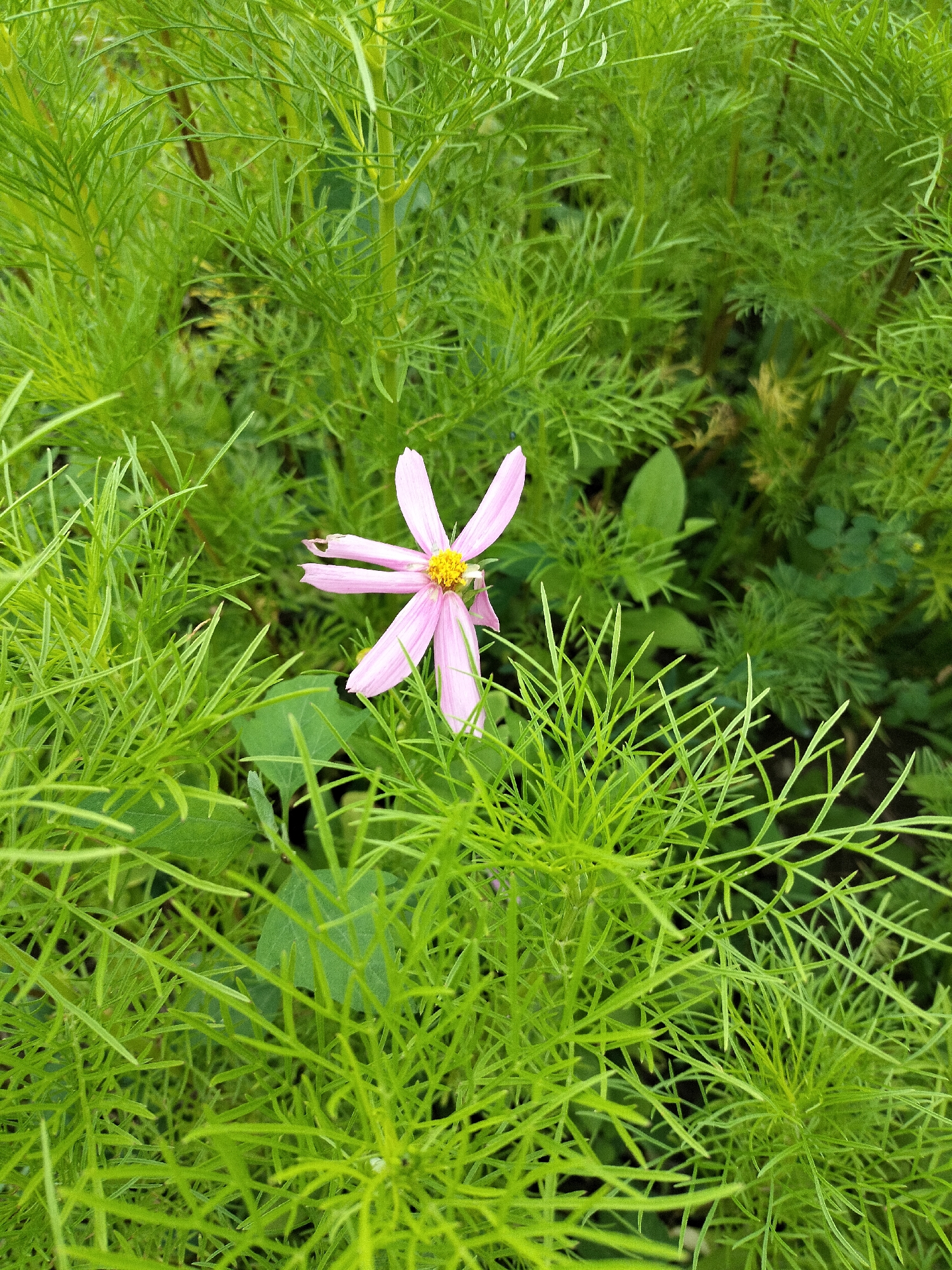 A close-up shot shows a single pink cosmos flower blooming amidst a dense thicket of feathery green foliage. The flower, positioned slightly off-center to the right, has delicate, pale pink petals that radiate from a bright yellow center. Some of the petals appear slightly torn or notched, suggesting natural wear. The surrounding foliage is a vibrant, almost fluorescent green, with thin, needle-like leaves creating a soft, blurred backdrop. The overall impression is one of natural growth and simple beauty, with the lone flower standing out against the lush greenery. The lighting suggests it could be daytime, as the colors are bright and clear. There is no visible text in the image.