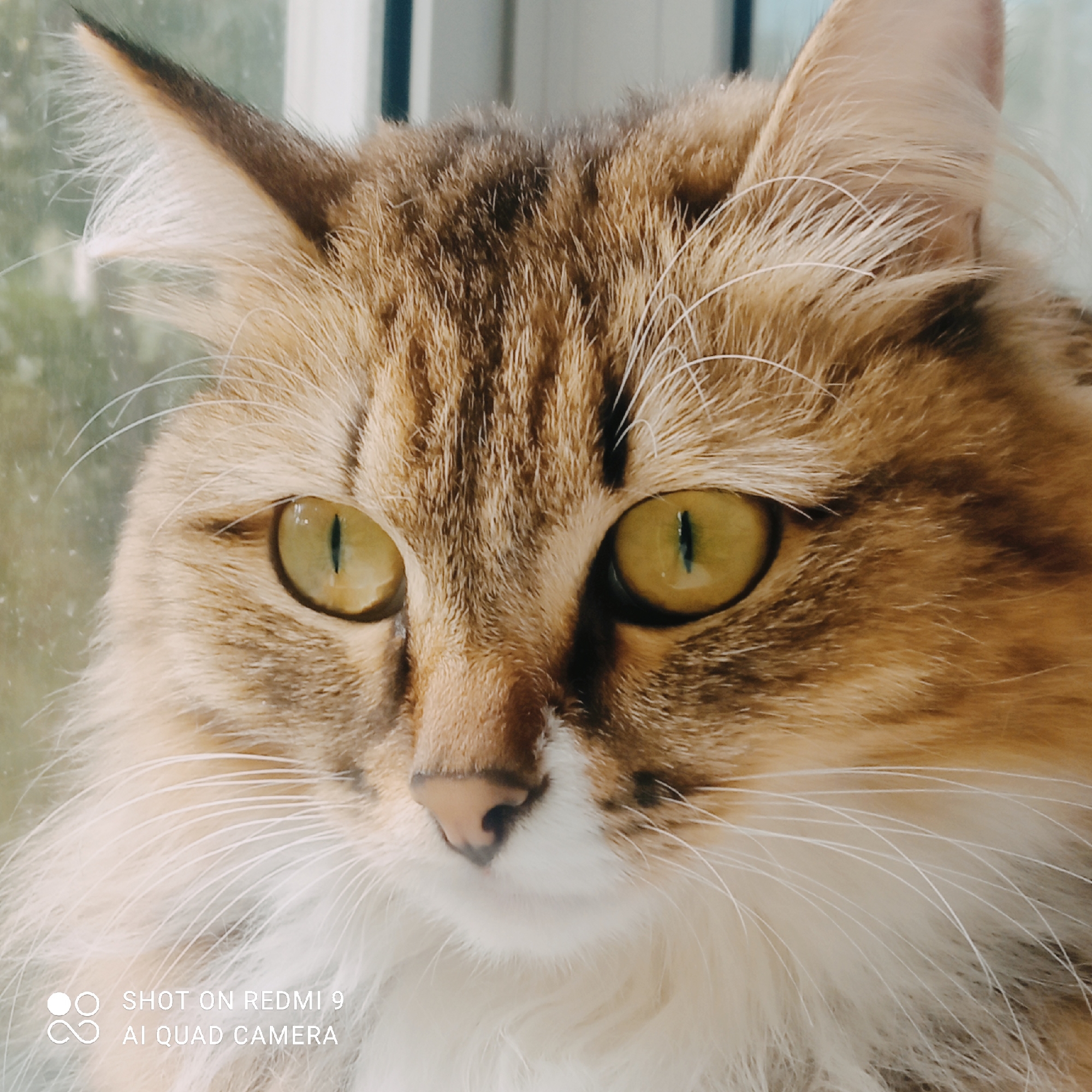 The image shows a close-up of a tabby cat's face, positioned in front of a window. The cat has striking yellow-green eyes with dark vertical pupils and a pink nose. Its fur is a mix of brown, gold, and white, with distinct tabby markings. The background is blurred, showing a hint of green foliage outside the window and a vertical white frame. The bottom left corner of the image displays text indicating it was taken with a "SHOT ON REDMI 9 AI QUAD CAMERA." There are no people or specific city landmarks visible in the image.
