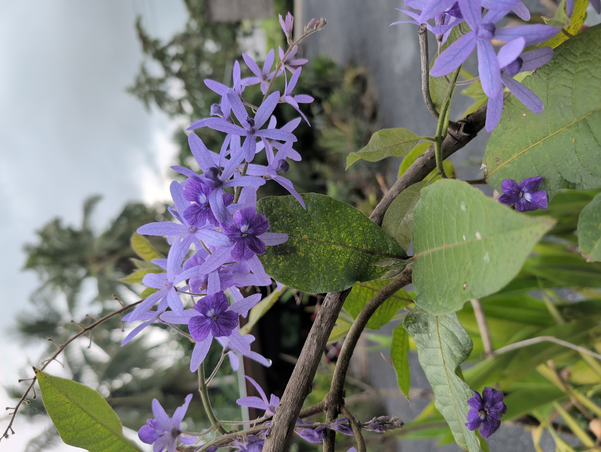 The image shows a close-up of a flowering plant with purple petals and green leaves, likely taken outdoors. The plant is a Petrea volubilis, known as Queen's Wreath, Sandpaper Vine, or Purple Wreath. Some of the blooms appear to be drooping or fading. The background is blurred, showing greenery and a cloudy sky. The location is Moo 4, Thailand.