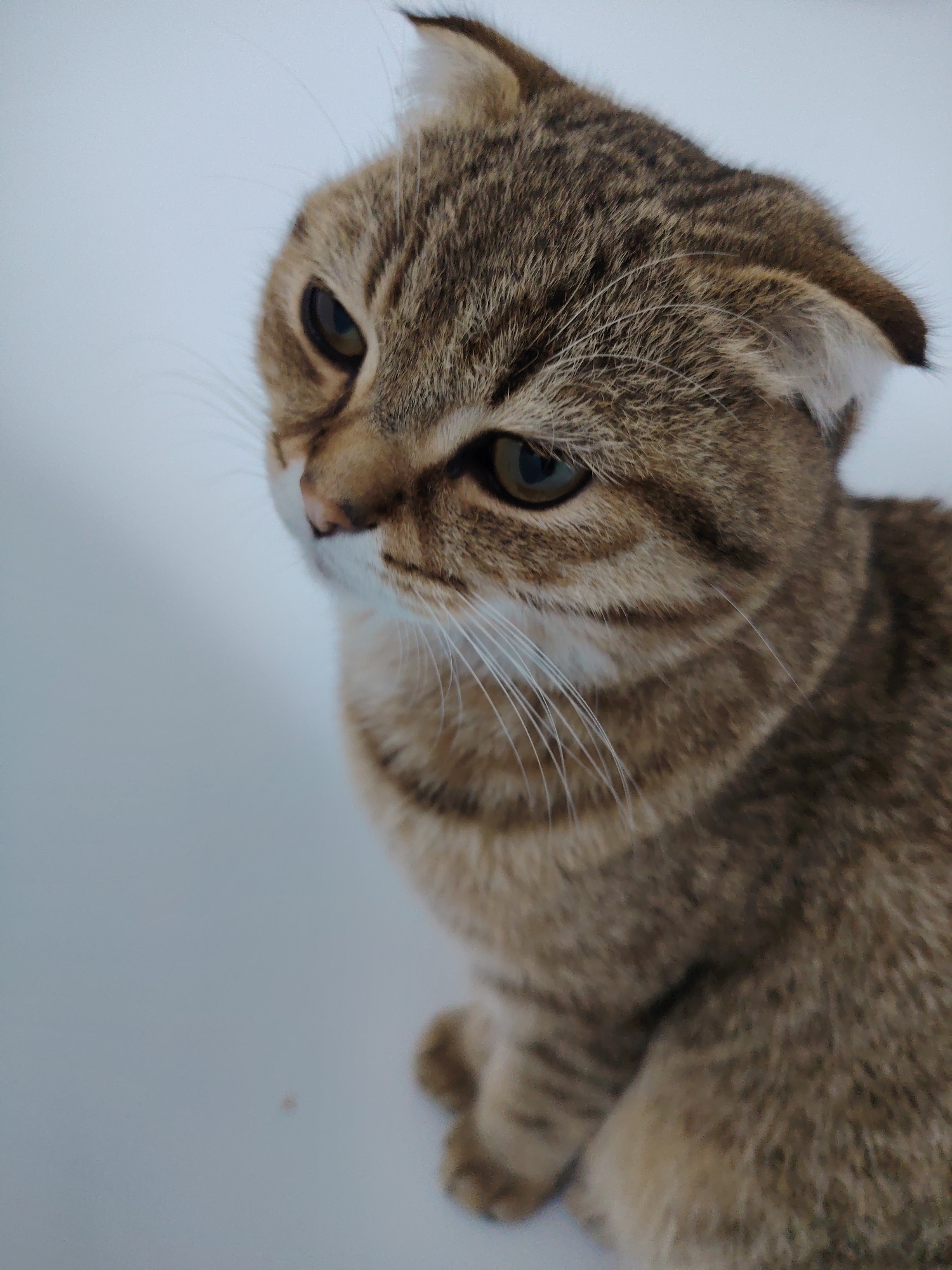 A close-up, eye-level, medium shot shows a Scottish Fold cat with tabby markings and folded ears. The cat is facing left, with its head tilted and eyes looking down and to the left. The cat's fur is brown with darker brown stripes, and it has white whiskers. The background is a plain, light blue. The cat appears to be sitting or lying down, with its paws visible in the lower right corner of the image. The lighting is soft and diffused.