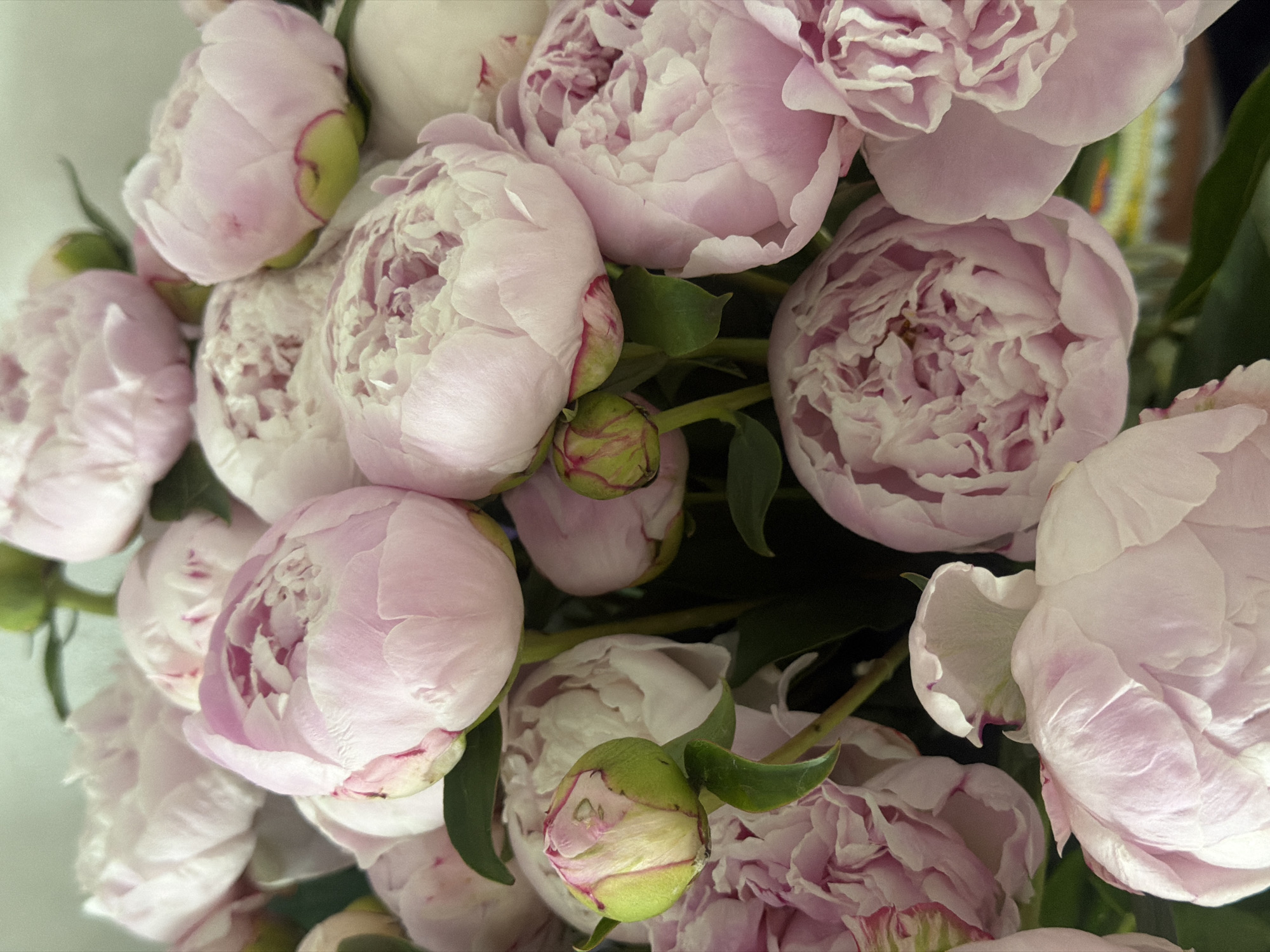 This image captures a close-up, top-down perspective of a dense arrangement of approximately two dozen pink peony flowers and buds, situated in the city of Chaikovsky, Russia. The majority of the flowers are in various stages of opening, predominantly exhibiting soft, pale pink petals with white centers, indicating a transition from tightly closed buds to partially unfurled blooms. Several tightly closed buds, characterized by prominent green sepals and hints of pink at their tips, are visible throughout the arrangement. Green stems and dark green leaves are interspersed among the blossoms, providing structural support and color contrast. The background is a softly diffused, light muted green, suggesting an indoor setting with ambient lighting. No human subjects are present. The lighting is soft and even, highlighting the delicate textures of the petals without harsh shadows.