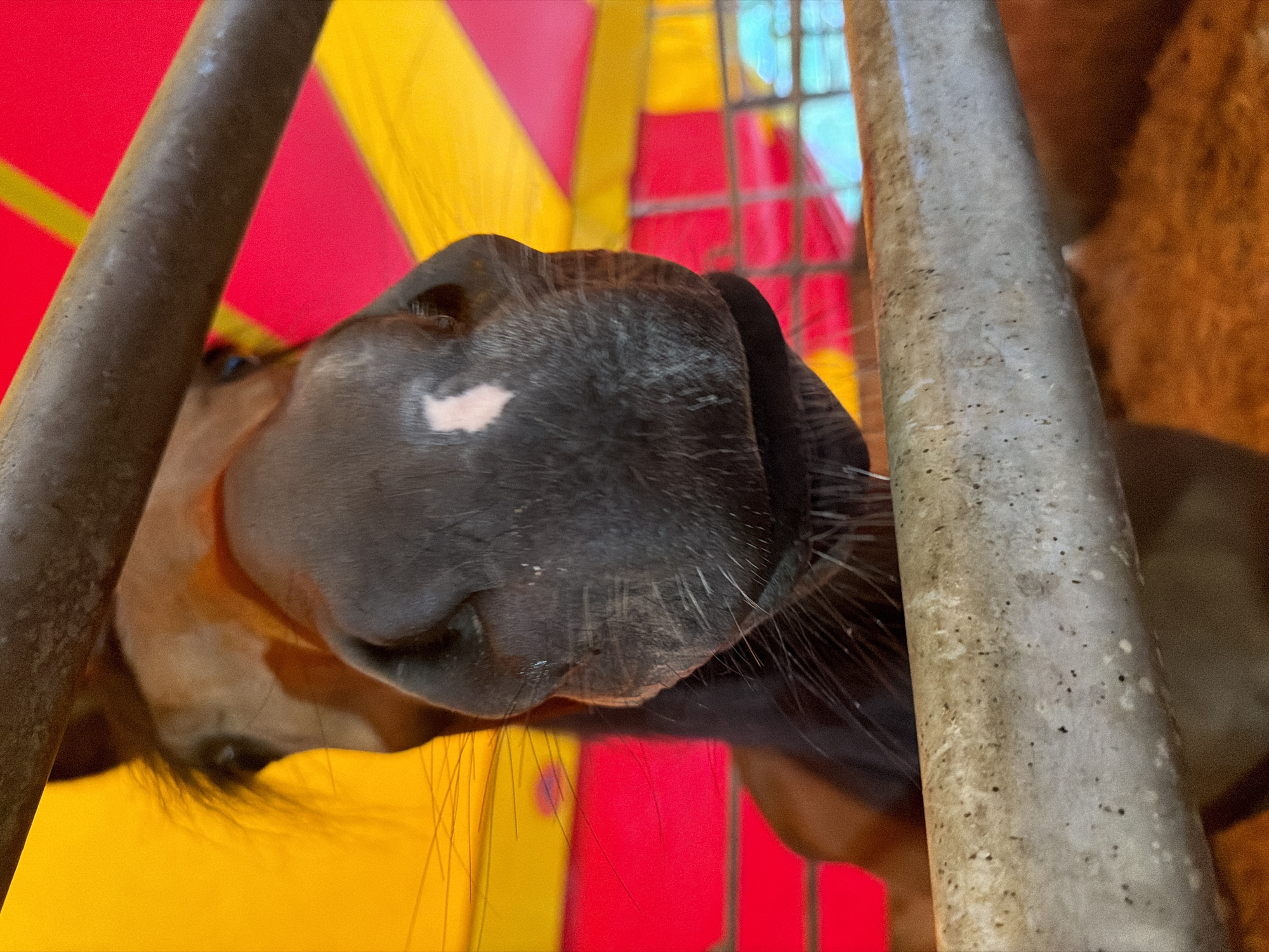 A close-up, eye-level shot focuses on the nose of a horse, positioned behind a rustic metal bar in the foreground. The horse's dark muzzle, with visible whiskers and a small white marking on its nose, dominates the center of the frame. Its brown eye is visible just above the muzzle. Behind the horse, a vibrant backdrop of alternating yellow and red fabric creates a circus-like atmosphere. The scene appears to be set within a stable or enclosure, suggested by the presence of hay or bedding on the ground and another metal bar in the lower foreground. The image was captured in Louny, Czechia.