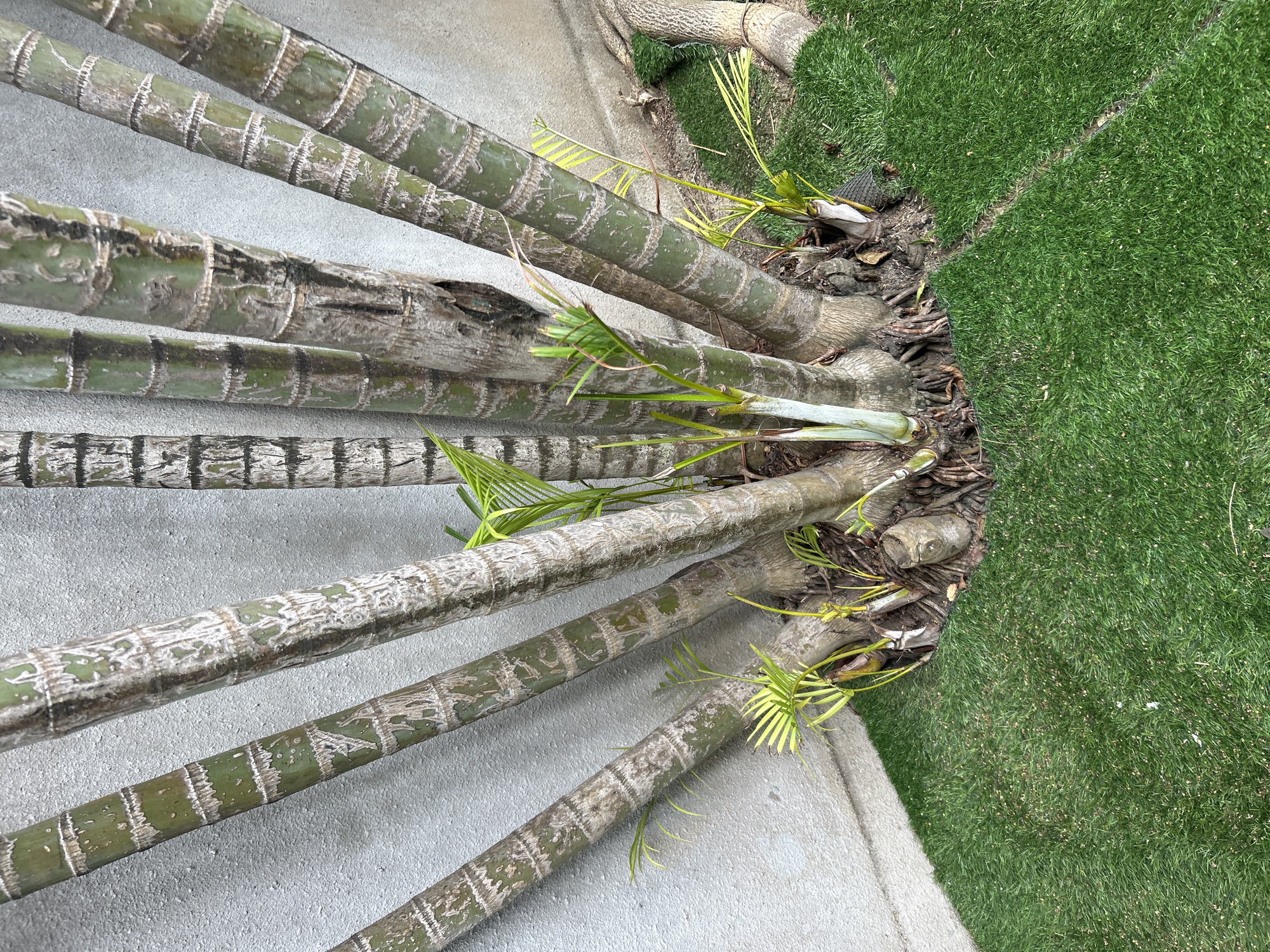 In Kuta, Indonesia, a cluster of palm tree trunks stands in front of a textured concrete wall. The trunks are green and grey with distinct horizontal rings. Small, bright green palm fronds emerge from the base of the trees and between some of the trunks. The trees are surrounded by artificial green turf, with a visible seam running through it in the foreground.