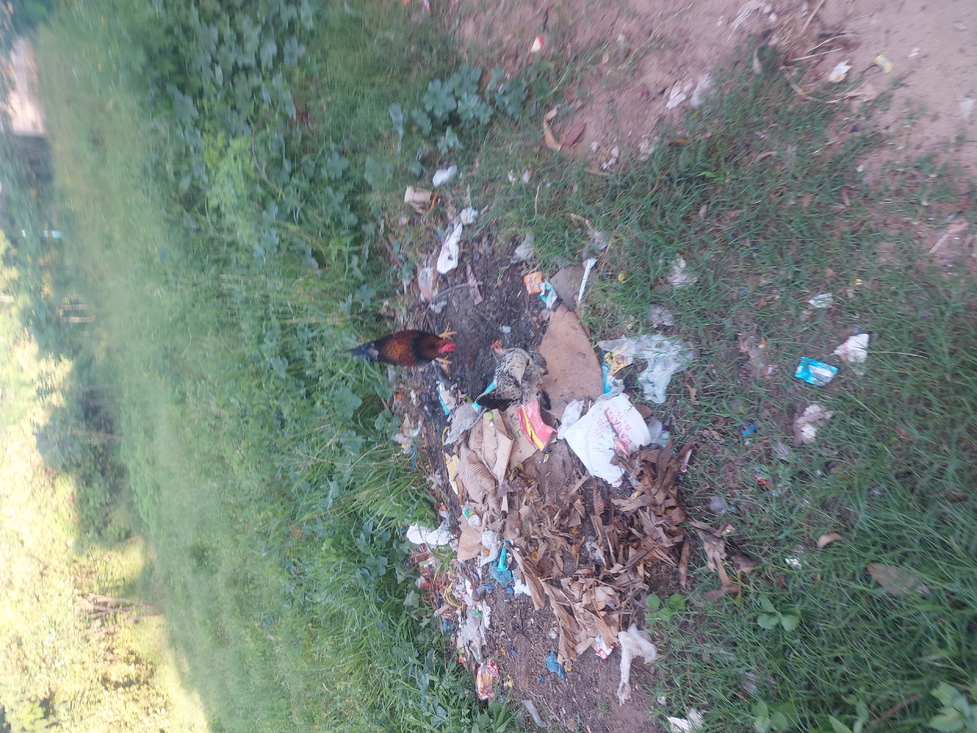 A scene likely in Dar es Salaam, Tanzania, shows a roadside environment heavily littered with garbage, including plastic bags, paper scraps, and other waste materials. Two chickens are present amidst the litter, appearing to forage or scavenge. The background includes grass and other green vegetation, indicating an outdoor setting.