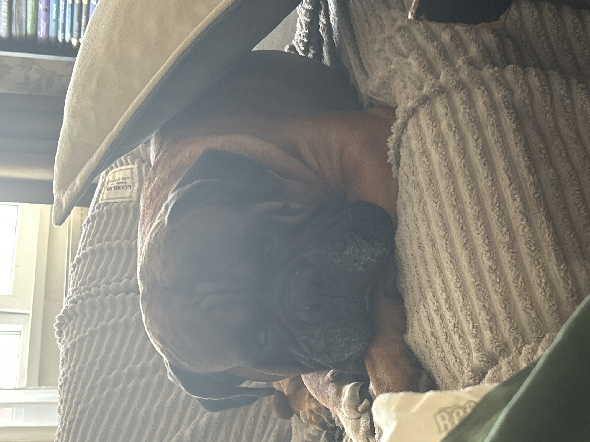 A brachycephalic canine, possibly a Boxer or Mastiff-type breed, with short brown fur and a dark muzzle, is lying prone on a light beige, ribbed, textured throw blanket covering a piece of furniture in an indoor setting. The dog's head is resting centrally, with its partially open eyes directed towards the viewer. Visible front paws are positioned on the blanket. Behind the dog, a cream-colored pillow with a dark edge is partially visible. A tag reading "GOODLUX" is present on an adjacent textile item. In the background, to the left, a window with a white frame provides natural illumination, with a sheer white curtain visible. To the right, a bookshelf filled with books, distinguishable by their various colored spines, is present. A dark green fabric item is partially visible in the lower left foreground. The scene is illuminated by ambient natural light. The location is an indoor residential space in the city of Unknown, Unknown.