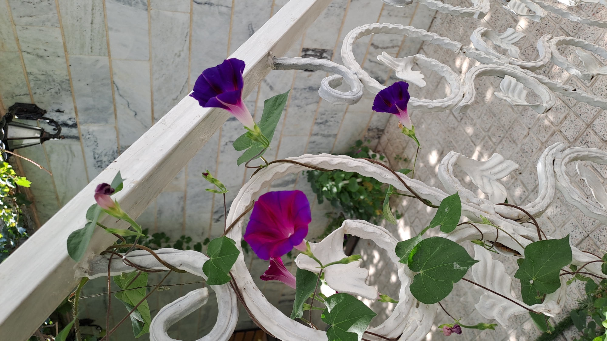 A tall, ornate white metal railing adorned with climbing vines and purple morning glories frames the foreground. The railing features intricate scrollwork and leaf motifs. Several purple and pink morning glory flowers, some fully bloomed and others still in bud, are visible. The vines are a dark brown and twist around the railing, with large green heart-shaped leaves. In the background, a wall constructed of large, light-colored marbled tiles is visible. To the upper right of the image, a black outdoor lantern hangs on the tiled wall, with dappled sunlight filtering through green leaves above it. The ground beneath the railing appears to be paved with light-colored square tiles. The scene is captured from a slightly low angle, emphasizing the height of the railing and the blooms.