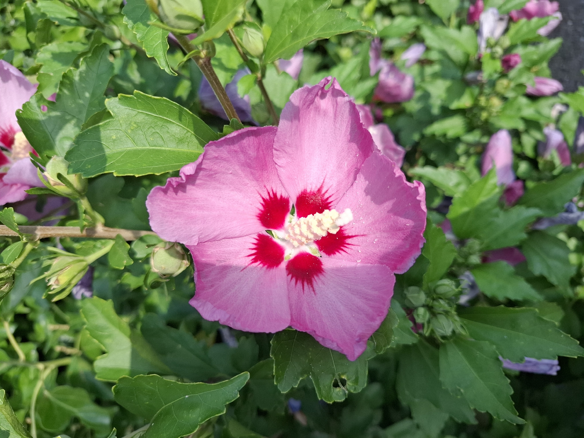 A close-up, top-down shot captures a vibrant pink hibiscus flower in full bloom. The flower, centered in the frame, features five broad petals with a striking deep red base at the center, surrounding a prominent cluster of yellow stamens. The petals are slightly curled, revealing delicate veins and a dewy sheen. Green foliage forms a lush backdrop, with some leaves partially obscuring the flower and other unopened buds. The setting appears to be an outdoor garden. The image was taken in Eschenbach (LU), Switzerland.