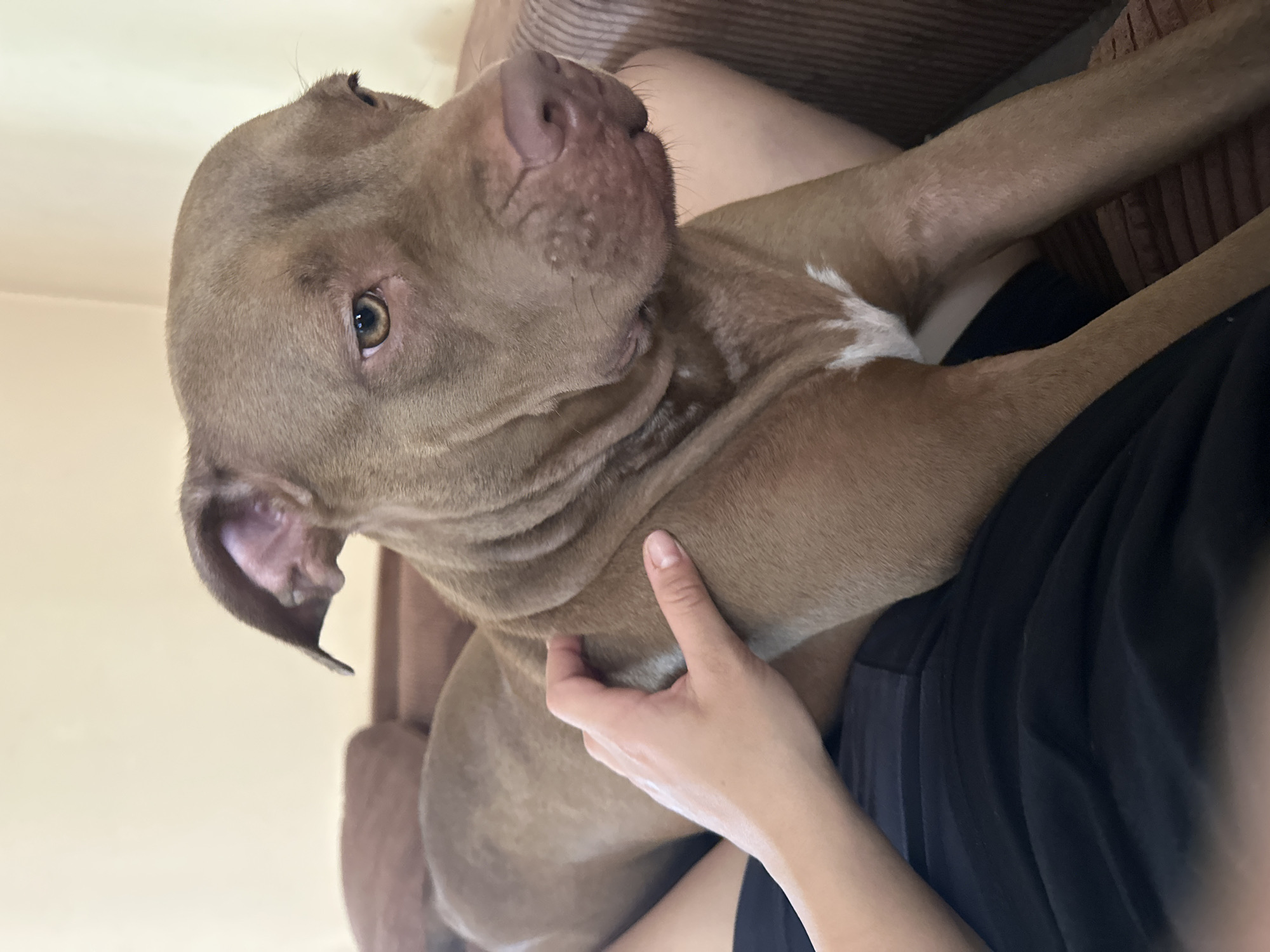 A person is lying down, resting their arm on a brown pit bull dog. The dog is lying on a brown couch, with its head looking to the right. The person is wearing a black t-shirt. The background is a light yellow wall. The image is taken indoors, in what appears to be a living room. The location is not specified in the image.