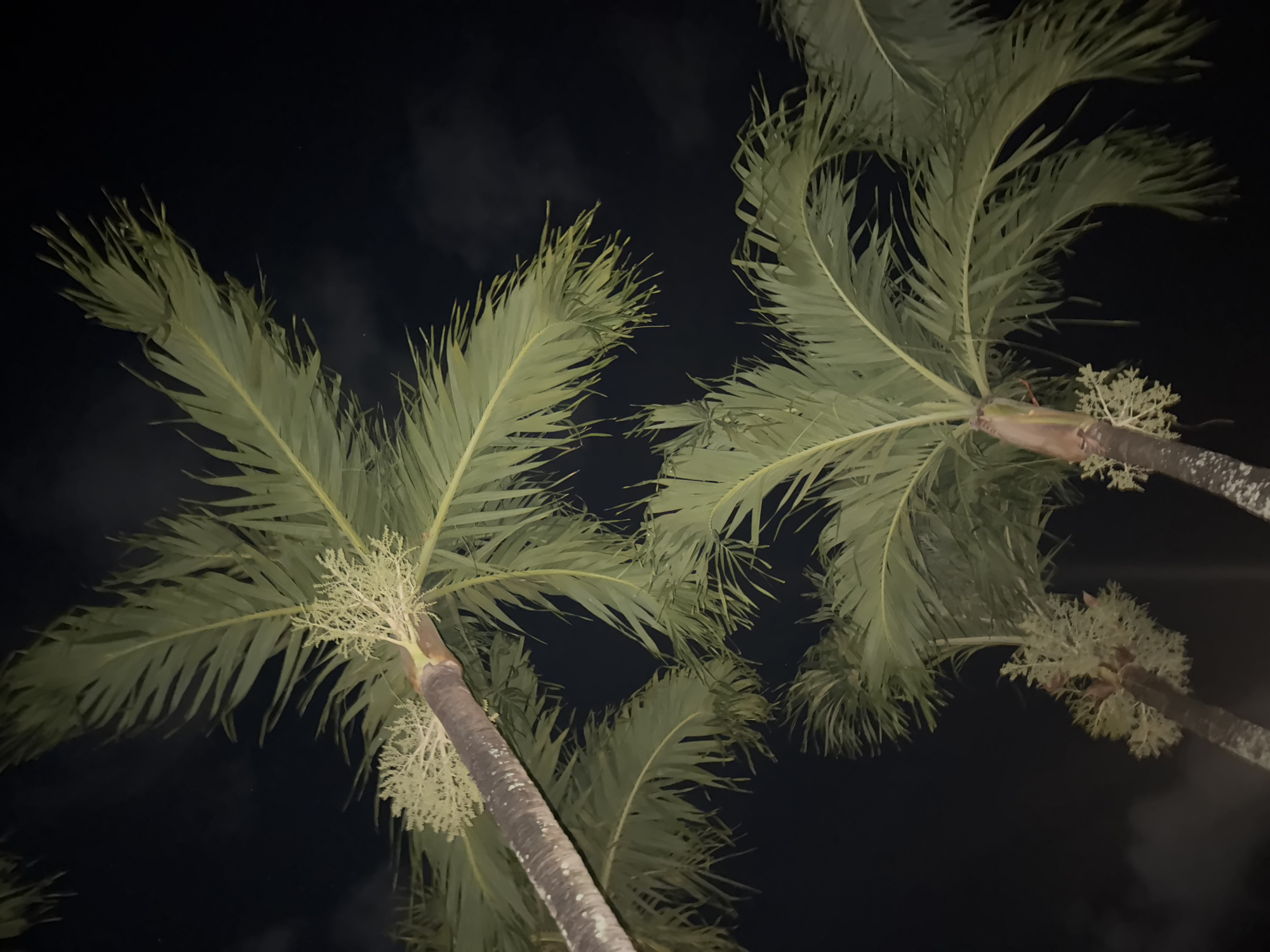 This media file depicts a nighttime scene in Kuta Selatan, Indonesia, featuring two palm trees against a dark sky. The focus is on the fronds and trunks of the palm trees, illuminated from below, giving them a greenish hue against the black backdrop. The fronds are broad and feathery, with many individual leaflets extending outwards. Small clusters of light-colored, delicate flowers or fruits are visible on the trunks where the fronds emerge. The sky is dark, suggesting it is night, with some faint wisps of clouds visible. The low angle of the shot, looking upwards into the trees, emphasizes their height and the vastness of the night sky. There are no people or discernible objects other than the palm trees. The overall impression is one of a tropical, nocturnal environment.