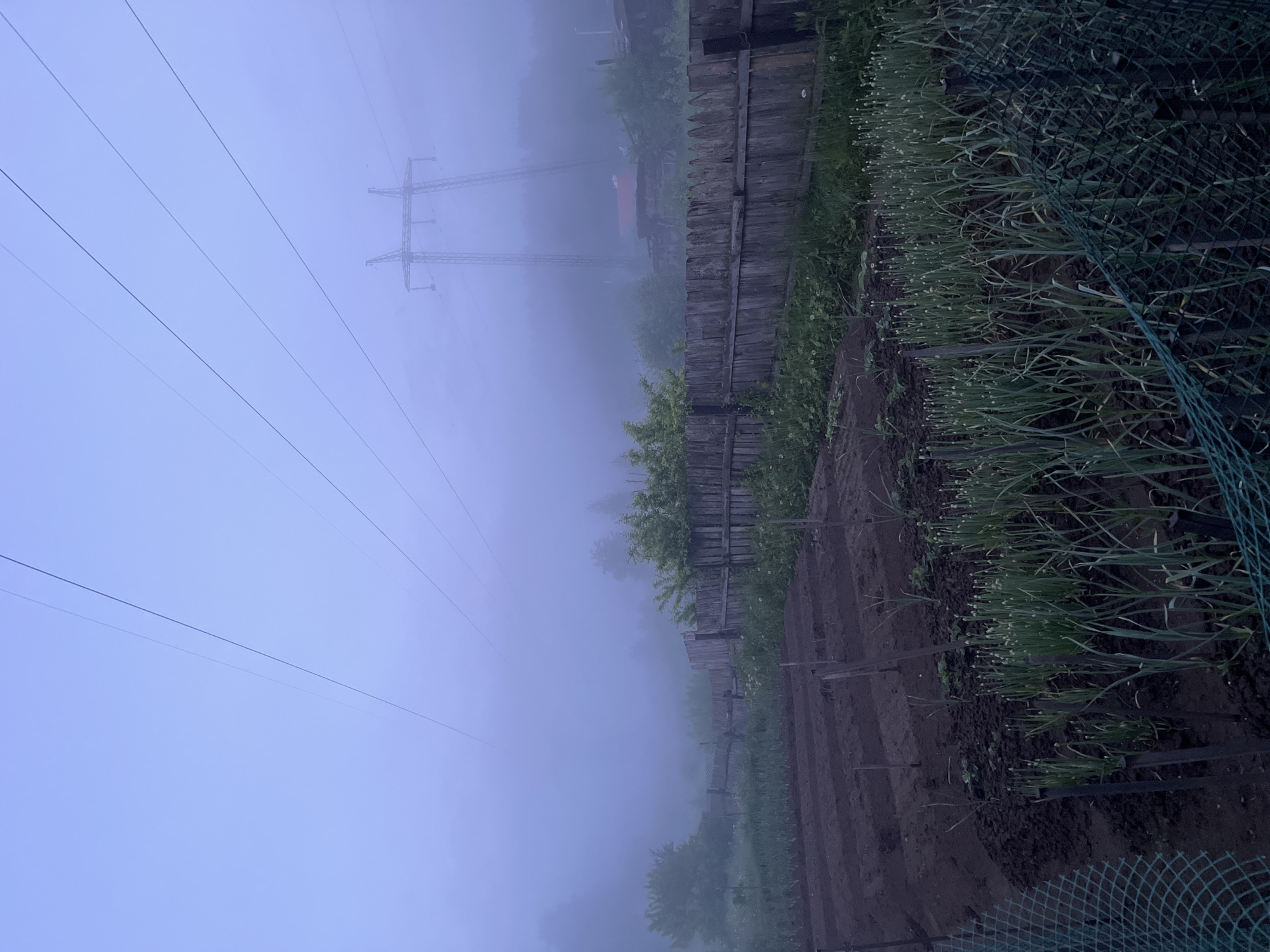 This image depicts a rural or semi-rural garden scene in Nizhny Tagil, Russia, enveloped in heavy fog or mist during what appears to be early morning or late evening. The sky is a uniform, pale blue-grey, with several thin power lines stretching diagonally across the upper portion of the frame from left to right. In the middle-right distance, a large metal electricity pylon is partially obscured by the pervasive mist.
The foreground features two distinct garden plots. On the left, a section of dark, tilled earth shows parallel rows, possibly prepared for planting or with nascent sprouts. On the right, a denser section of cultivation is visible, filled with numerous green, vertically oriented plants resembling chives or green onions, some topped with small buds. A green wire mesh fence is present in the lower right corner, partially enclosing this cultivated area.
A weathered wooden fence, constructed from vertical planks, spans horizontally across the midground, separating the garden plots from the more distant landscape. Behind this fence, various trees and shrubs, their forms softened and diffused by the fog, recede into the blue-grey haze. In the far background, barely discernible through the dense mist, are faint outlines of additional vegetation and a reddish structure, possibly a building or roof, situated behind the main power pylon. No people, animals, or discernible actions are present in the static scene.