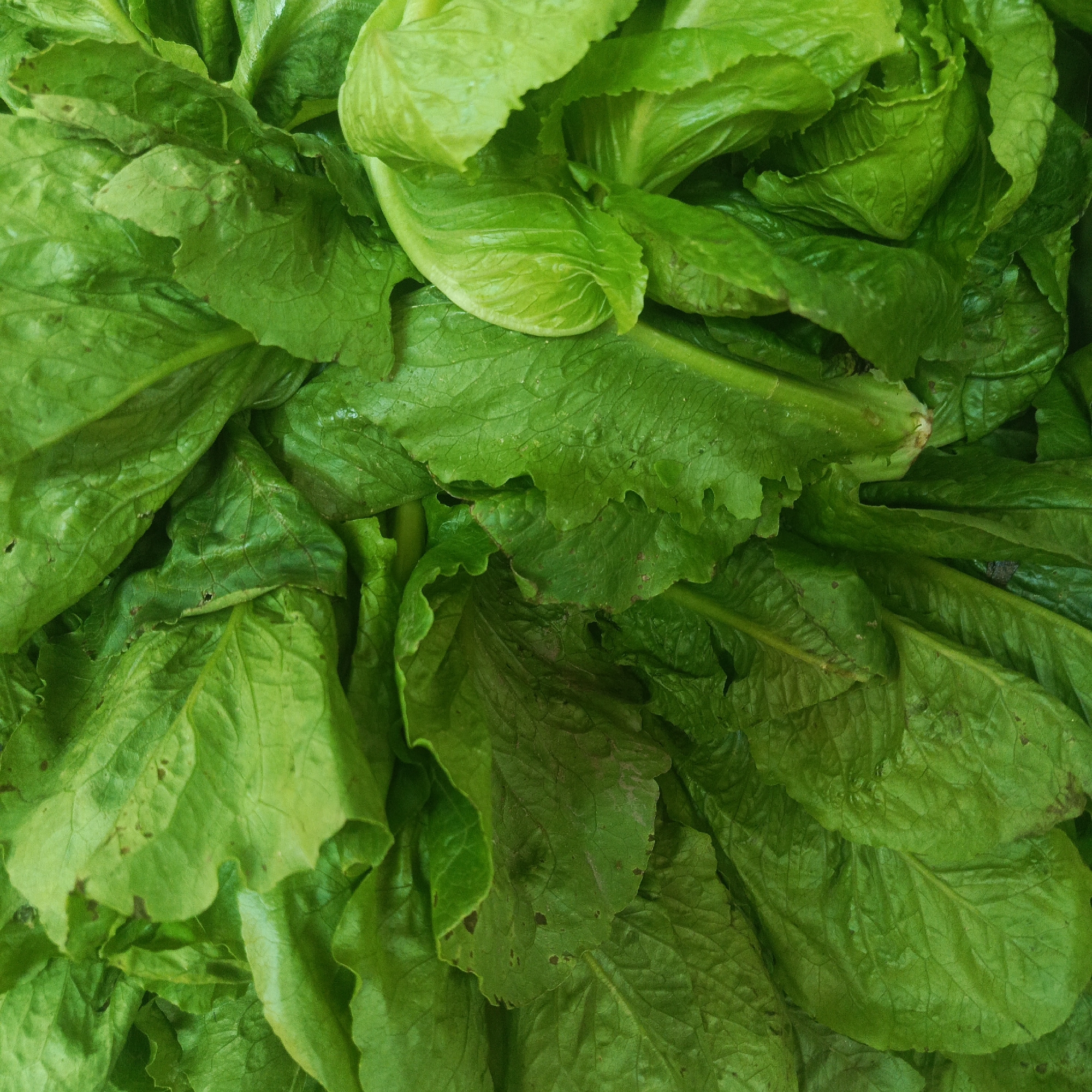 The image shows a close-up, top-down view of a pile of fresh, vibrant green lettuce leaves. The leaves are layered and crinkled, with visible veins and some subtle variations in color, ranging from a bright emerald green to a slightly darker, richer green in some areas. The texture appears slightly glossy, suggesting they may have been recently washed or are naturally moist. There are no people, actions, or specific environmental context discernible within the frame, making it a purely botanical close-up. The provided crops offer slightly zoomed-in sections of the lettuce, highlighting the detailed textures and colors of the individual leaves. There is no information that allows for a location in the city of Los Teques, Venezuela to be identified.