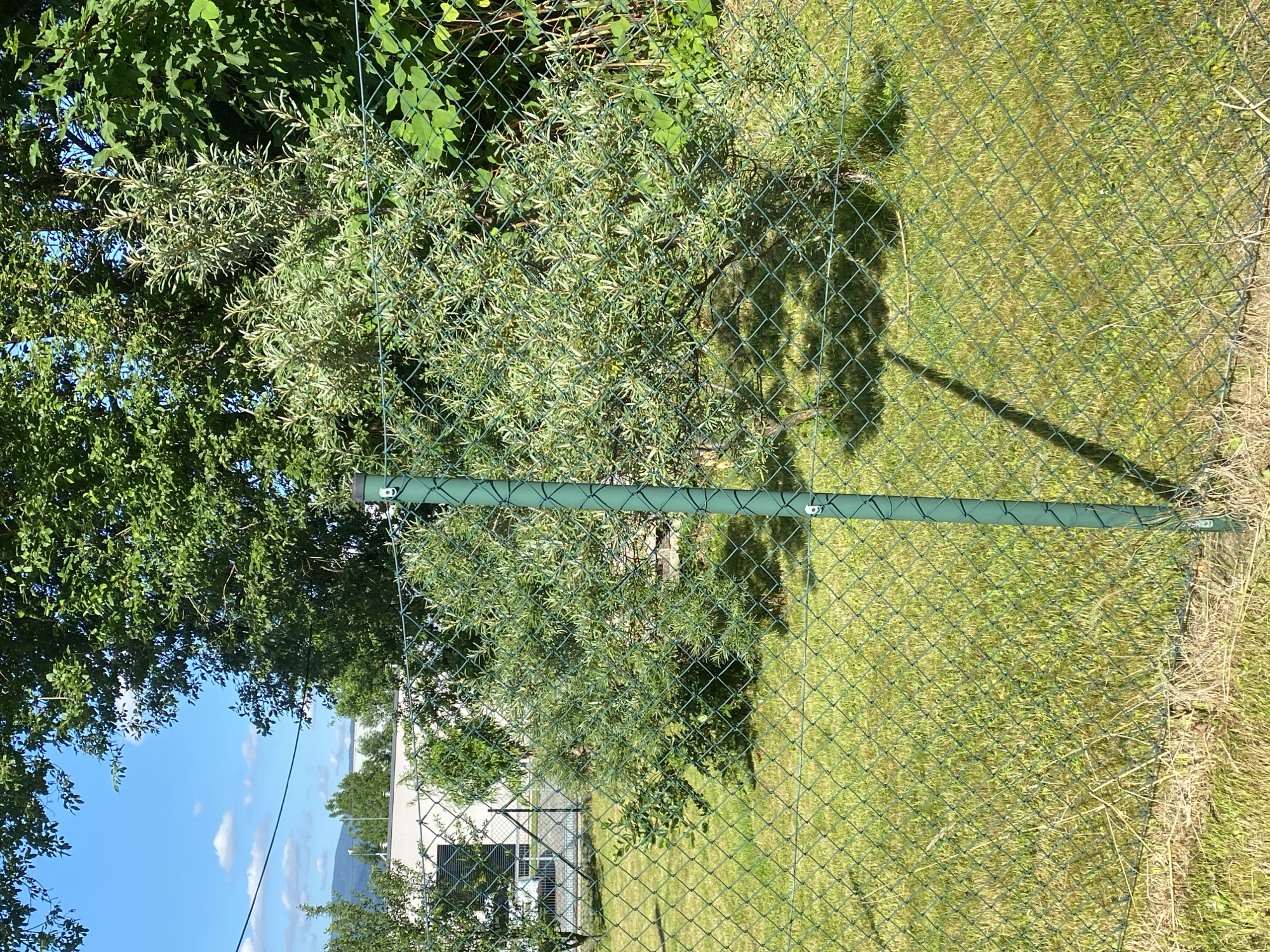 The image shows an outdoor scene viewed through a chain-link fence. The fence itself is green and supported by green posts. Beyond the fence, there is a patch of dry grass and a lawn. In the background, several trees are visible, some with dense green foliage and others with more sparse, silvery-green leaves. A portion of a light-colored building with dark windows can be seen between the trees. The sky is blue with scattered white clouds, suggesting it is daytime. The overall impression is that of a backyard or park area on a clear day. No people are visible in the image, and there is no visible text.