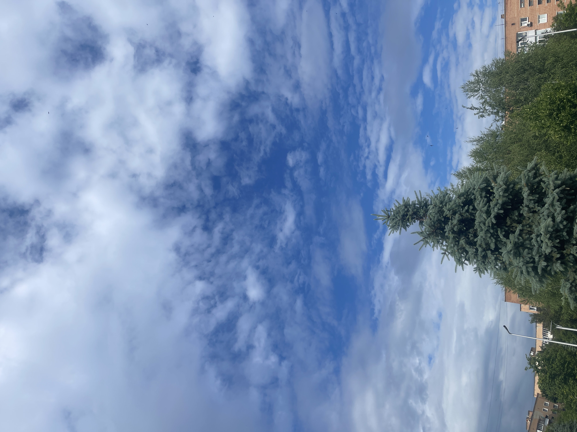 The image, when properly oriented, presents a daytime scene dominated by a bright blue sky partially covered with scattered white clouds. These clouds vary in density, with some appearing fluffy and others more wispy. Several small, dark specks, likely birds, are visible against the clear patches of blue.
On the right side of the frame, a significant portion is filled with green foliage from various trees. A prominent conifer, possibly a spruce or fir, with its dense, needle-like branches, stands out. Behind it, other deciduous trees with lush green leaves are visible. In the upper right background, a light brown or brick-colored building with multiple windows and air conditioning units suggests an urban or residential setting. A grey streetlamp pole extends upwards from the lower right corner, further indicating an urban environment.
The bright lighting and clear sky suggest fair weather, likely during the morning or early afternoon. The scene captures a tranquil blend of natural elements and urban infrastructure in Poltava, Ukraine. No visible text is present in the image.