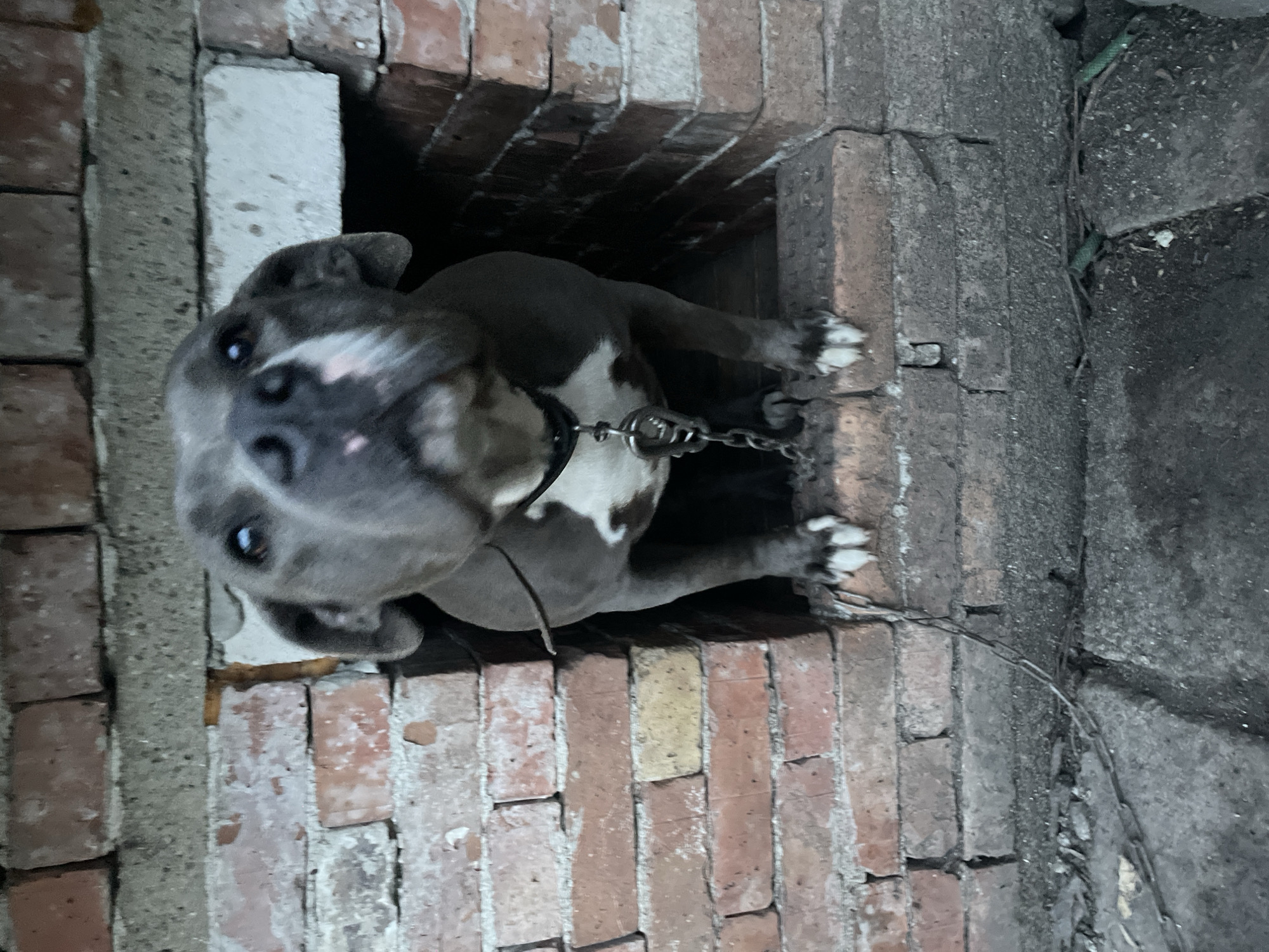 A gray and white pit bull dog is chained within a narrow, brick-lined enclosure. The enclosure appears to be part of a decaying structure. The dog's chain is visible, along with a concrete or rough stone surface adjacent to the brickwork. The lighting is dim, casting shadows within the enclosure. The background shows signs of disrepair and neglect. The dog appears to be looking upwards towards the viewer. The scene is reportedly located in the city of Burgas, Bulgaria.