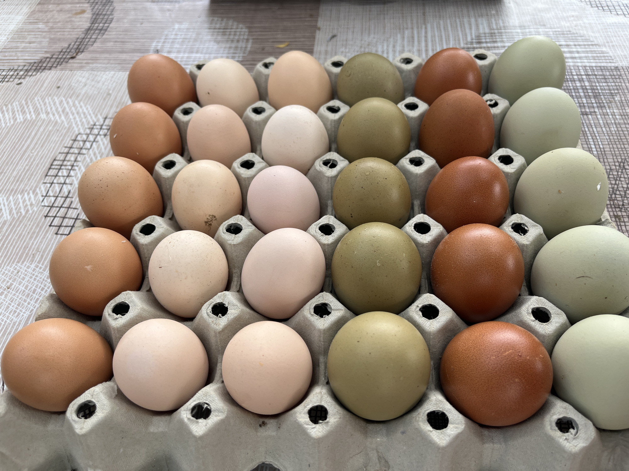 A close-up shot displays a cardboard egg carton containing thirty eggs of various colors. The eggs range in hues of brown, beige, pink, green, and pale green. The carton sits on a surface with a light, patterned design. The image does not include any people or indications of location in Lebnitsa, Bulgaria.