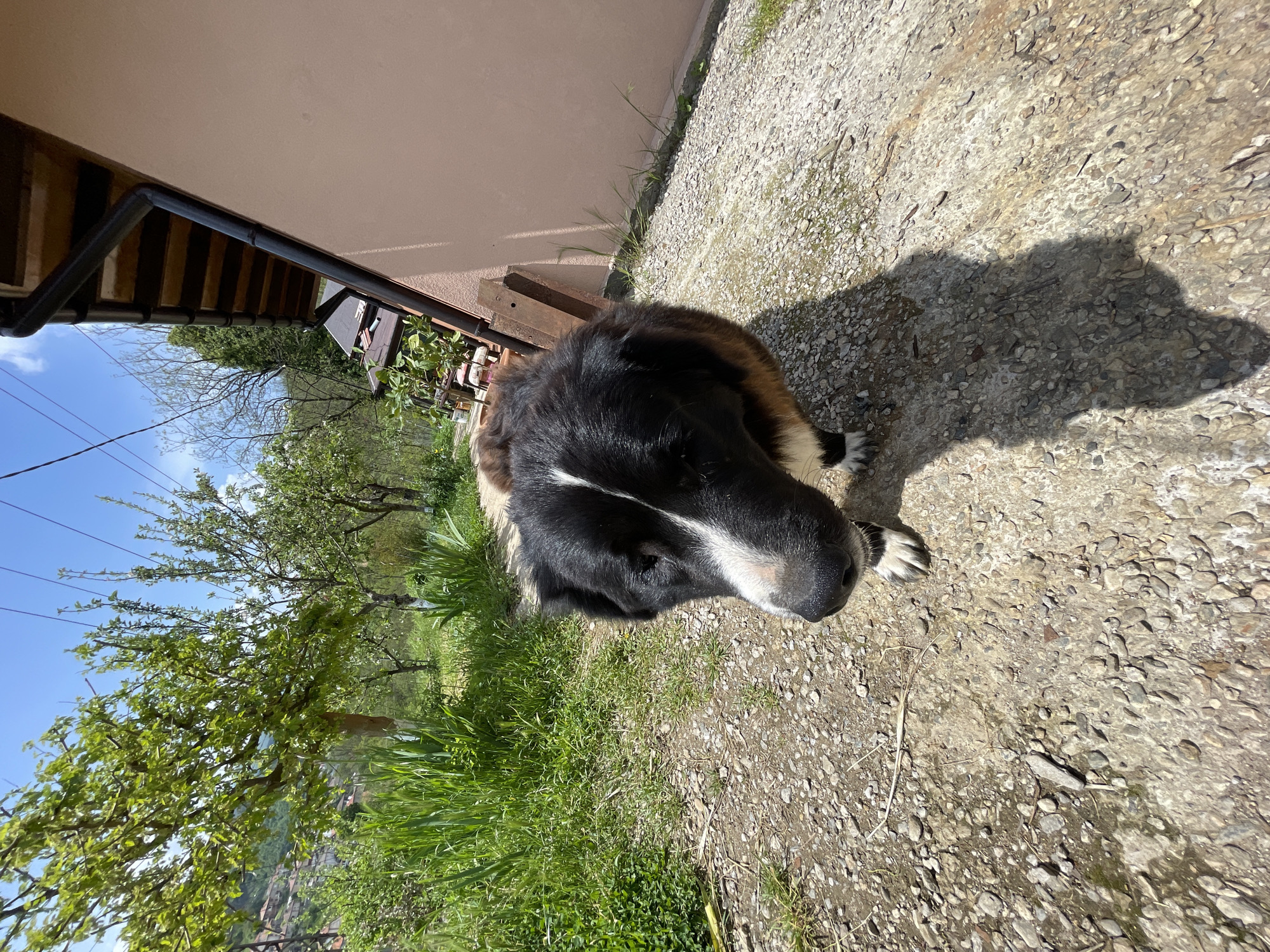 A medium-sized dog with primarily black fur and white markings on its face, muzzle, and paws stands on a gravel and concrete surface. The dog appears to be in a yard or outdoor space next to a building with a light-colored wall. There is vegetation, including grass and trees, visible in the background. Given the prompt's instructions, the location is likely in the city of Zlatograd, Bulgaria.