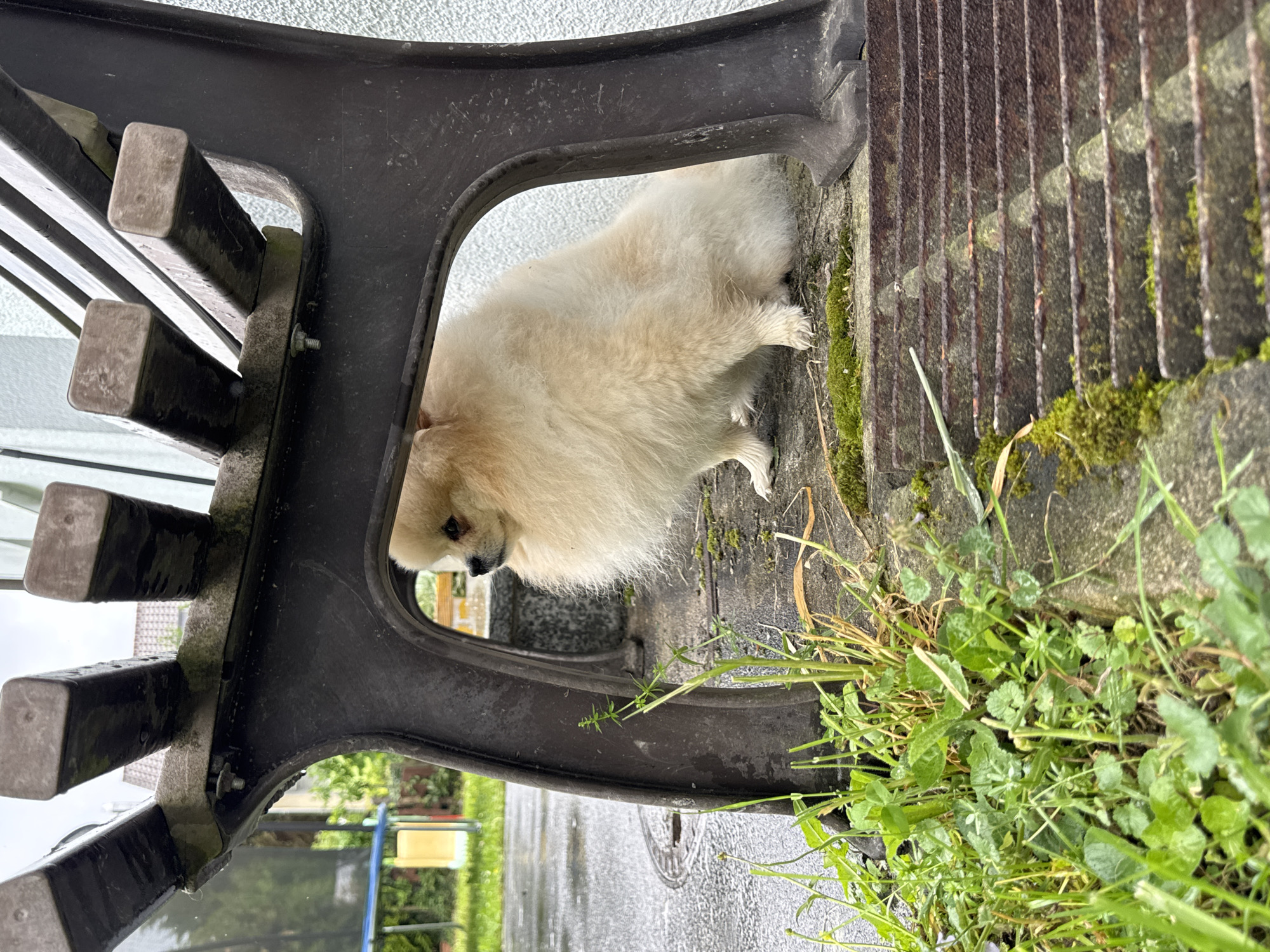A cream-colored Pomeranian dog is wedged beneath a dark gray metal park bench in an outdoor setting, with a grate and vegetation visible in the background. The location is Bietigheim-Bissingen, Germany. The bench's structure is partly obscured, and the dog's position indicates it may be seeking shelter or exploring the space. The ground is damp, with weeds and grass growing nearby, some of which are overgrowing a rusty metal grate. A glimpse of a trampoline and nearby buildings suggests a residential area.