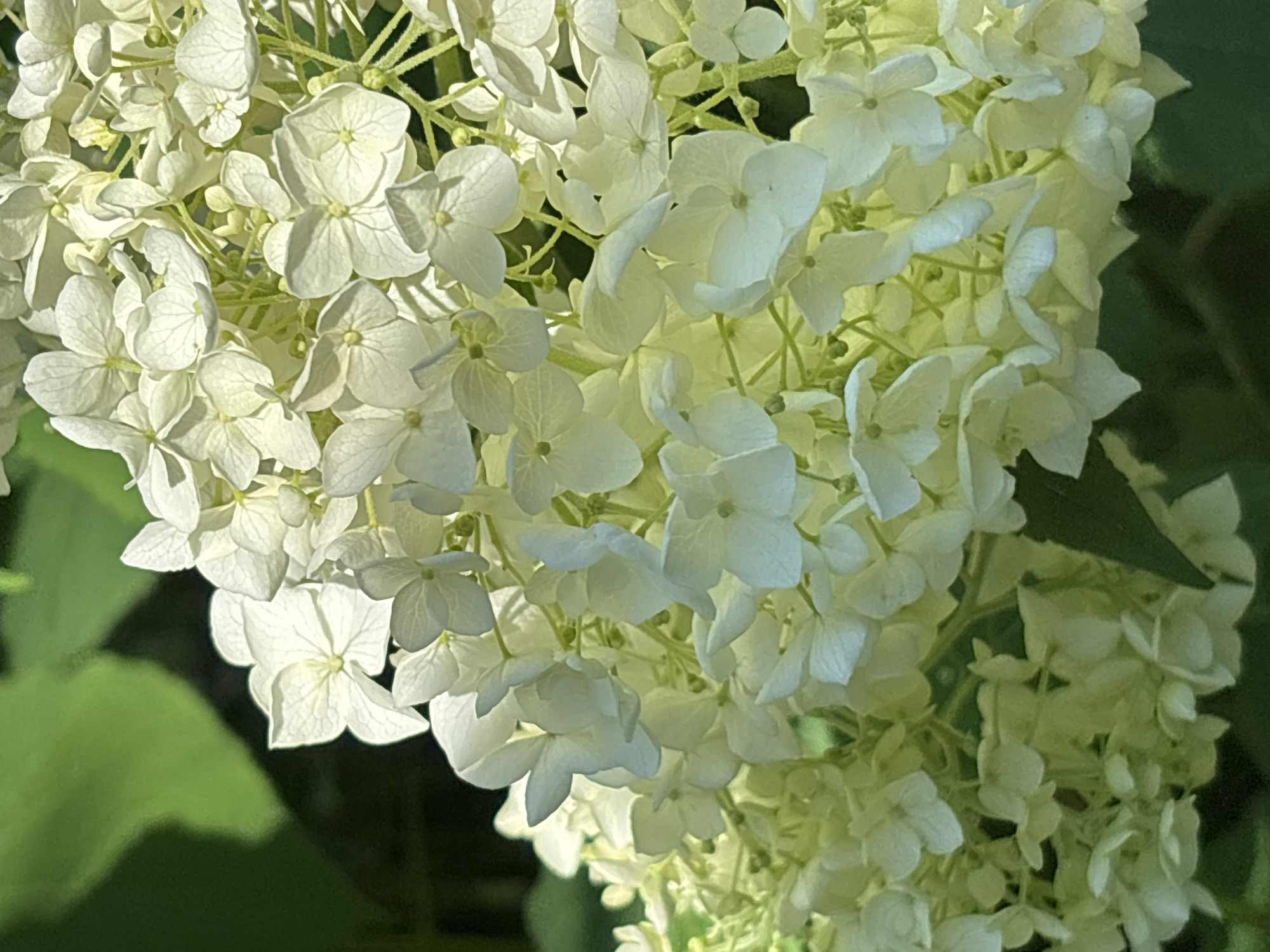 A close-up, eye-level, vertical shot shows a cluster of white hydrangea flowers. The flowers are tightly packed, with many individual florets, each with four petals. The lighting suggests it is daytime, with sunlight filtering through the flowers, creating highlights and shadows. In the background, out-of-focus dark green foliage is visible. The image does not provide any information about the city of Sochi, Russia.