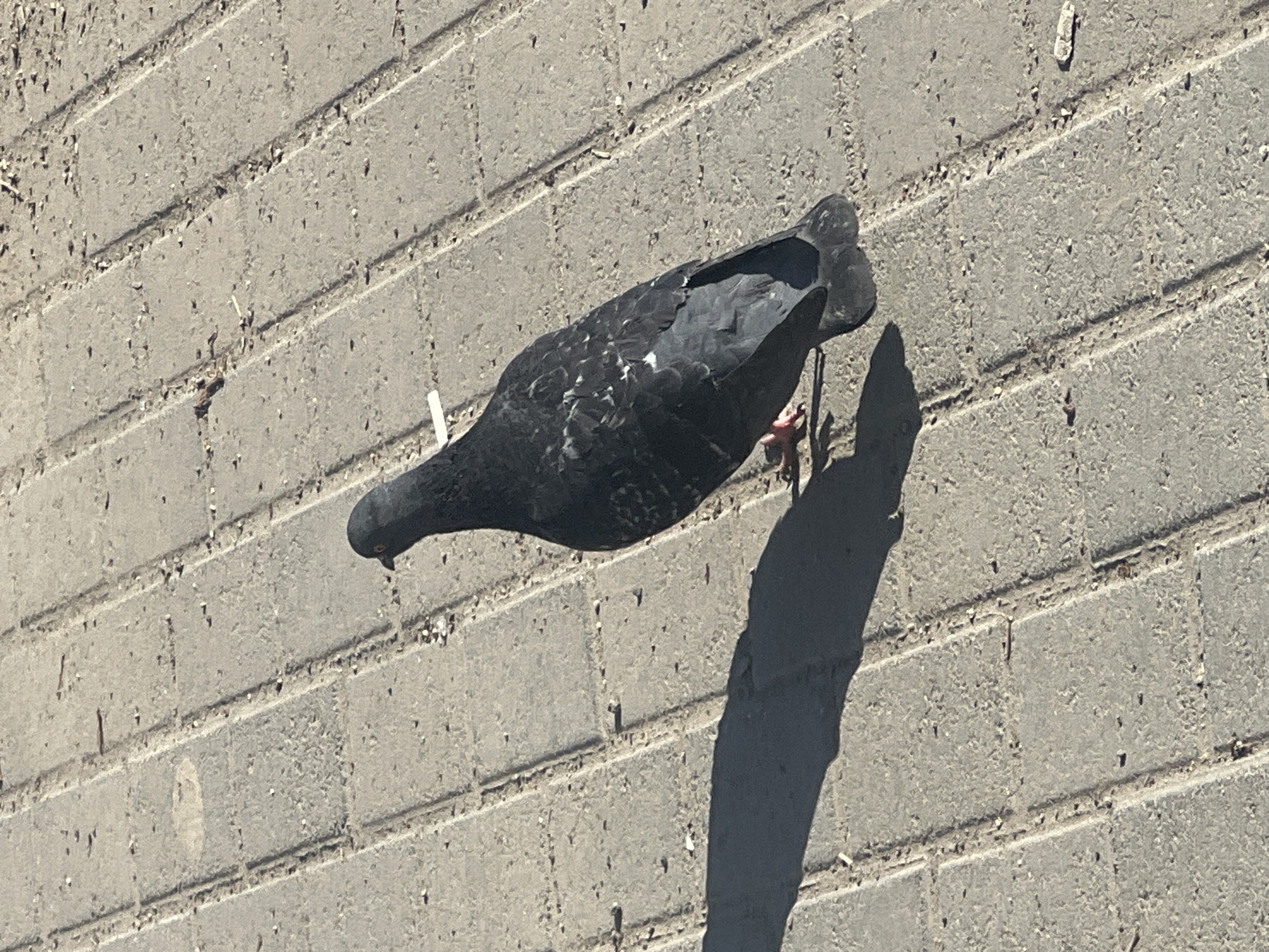 A dark-colored pigeon is captured from an overhead perspective, positioned diagonally across a light grey paved surface in Chaikovsky, Russia. The pigeon is predominantly black or very dark grey, with patches of lighter grey and white feathers visible on its back and wings. Its head is lowered towards the ground, and its beak appears close to the surface, suggesting it is foraging or pecking.
The setting is an outdoor area with a textured concrete or block pavement, featuring distinct horizontal and vertical lines that form rectangular patterns. Small debris particles are scattered across the uneven surface. Bright sunlight illuminates the scene, casting a prominent, elongated shadow of the pigeon to its right, indicating a clear and sunny day, likely mid-day given the shadow's angle. The pigeon's reddish-pink legs are visible. No visible text is present in the image.