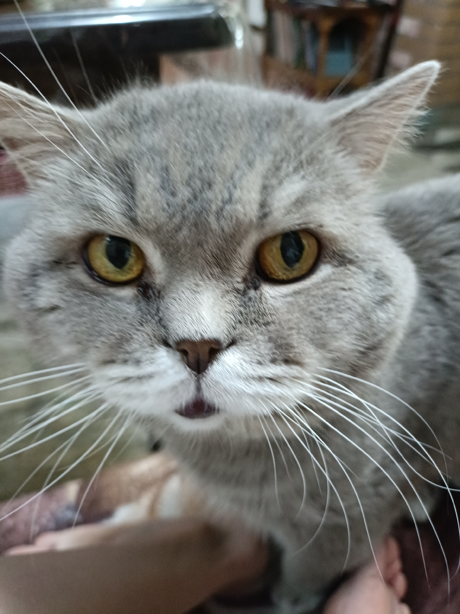A close-up, eye-level, indoor portrait shows the face of a grey British Shorthair cat with large, yellow eyes and prominent white whiskers. The cat's mouth is slightly open, revealing a small portion of its tongue. The background is blurred and appears to be a domestic setting with furniture and possibly other people or pets. The image does not contain any elements that would indicate its location in Bataysk, Russia.