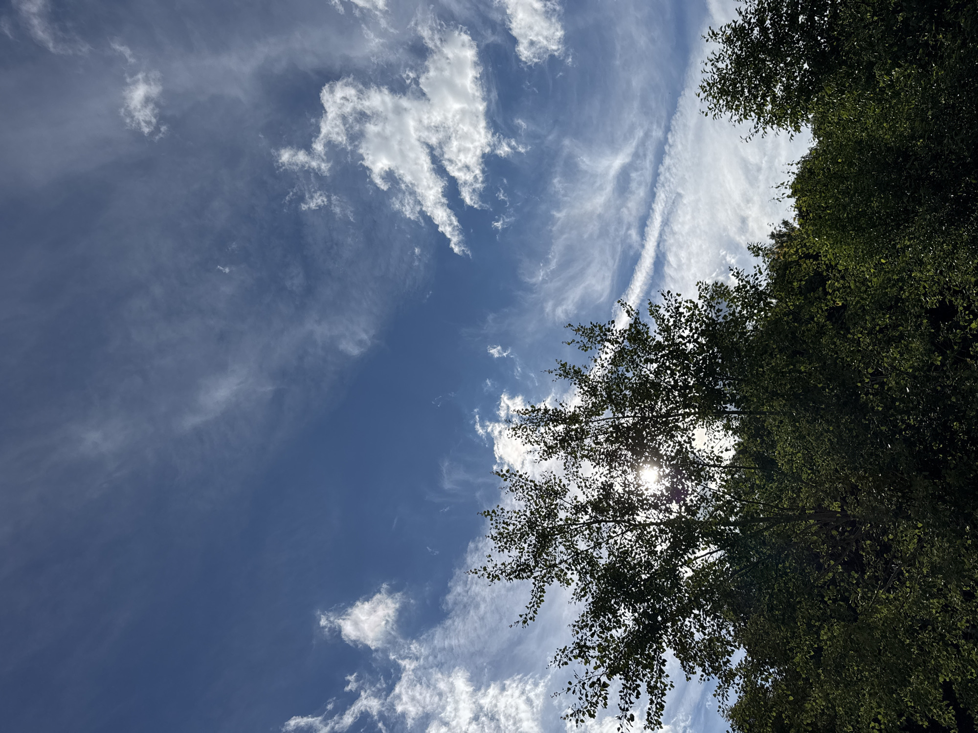 The image shows a view looking up at a bright blue sky filled with scattered white clouds. Wispy cirrus clouds streak across the sky, suggesting a fair-weather day. In the foreground, the tops of green trees are visible on the right and partially on the left, their leaves creating a dense canopy. The sun is peeking through the branches of a tree in the upper right quadrant, creating a bright lens flare. The sunlight filtering through the leaves suggests it is daytime. The overall impression is one of a pleasant day outdoors, likely in a natural or park-like setting. The location context is Serpukhov, Russia.