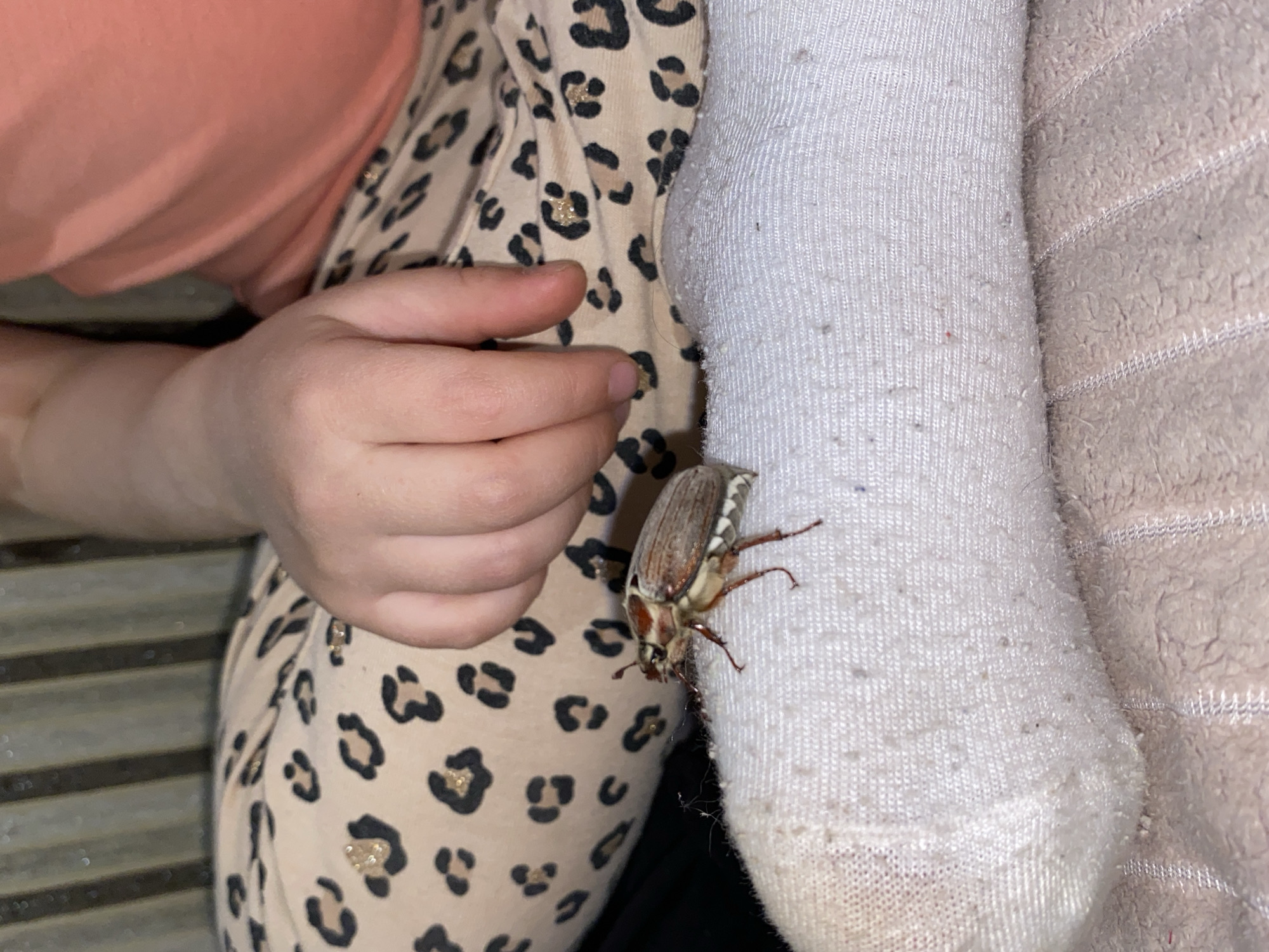 A child's leg wearing a white sock is in the foreground. A May bug is clinging to the sock. Beside the leg is a hand near a person's torso wearing a leopard print top. The setting is unspecified, location Votkinsk, Russia is not relevant.