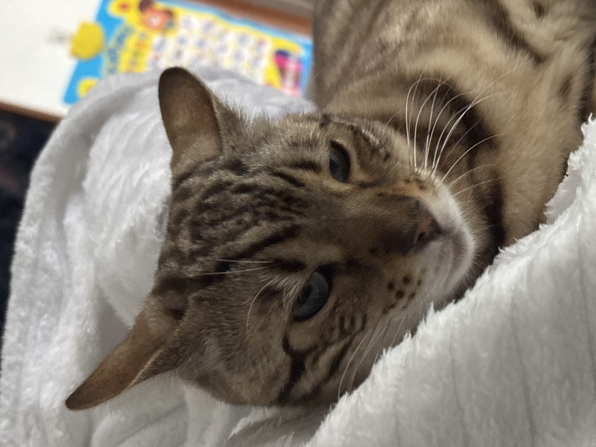 A close-up shot captures a Bengal cat nestled into a fluffy white blanket. The cat's fur is a mix of brown and gold with distinctive dark spots and stripes. Its gaze is directed slightly away from the camera, with one eye partially closed, suggesting a state of relaxation or drowsiness. The background is blurred, with hints of a colorful, patterned object that could be a toy or a decorative item. The lighting is soft, creating a warm and cozy atmosphere. This scene is taking place indoors, likely in a residential setting.