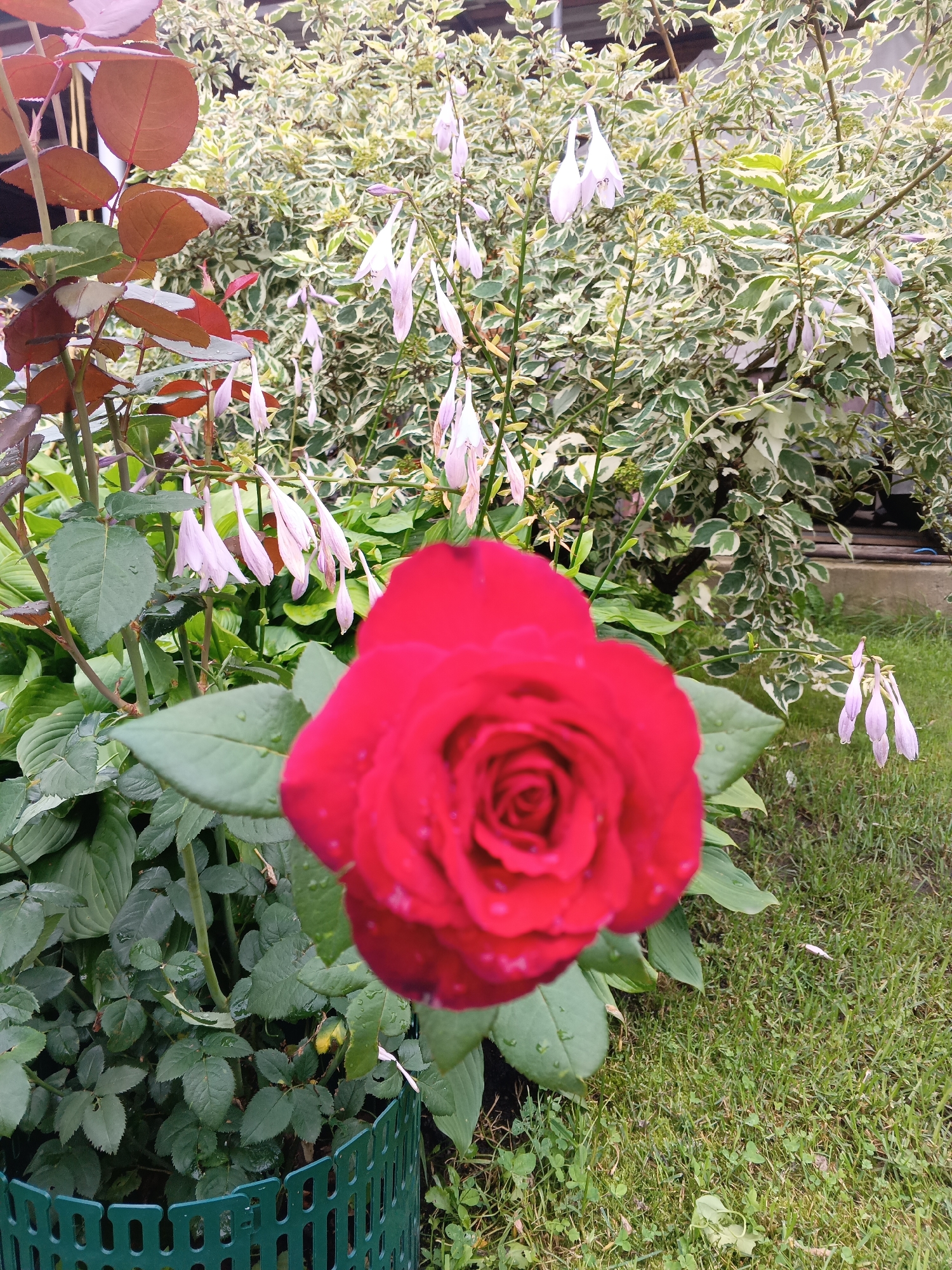 A single, vibrant red rose is the focal point of this image, captured in close-up with a shallow depth of field that blurs the background. The rose's petals are glistening with small water droplets, suggesting recent rain or dew. Behind the rose, a lush garden scene unfolds. To the left, rose bushes with reddish-brown leaves are visible. In the mid-ground, a variegated shrub with green and white leaves forms a dense backdrop. Hanging from delicate stems are clusters of small, pale pink bell-shaped flowers, possibly hosta flowers, adding a delicate contrast to the bold red rose. The ground is covered with green grass and some patches of clover. A small, green, decorative fence partially encloses the base of the rose bush. The overall scene evokes a tranquil garden setting. The location is identified as Tatysh, Russia.