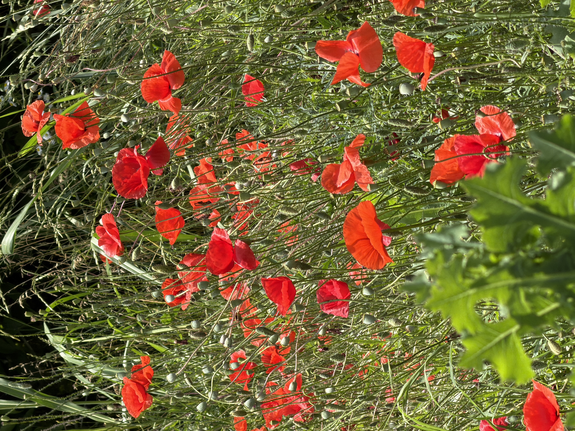 A field of red poppies is in bloom, with their bright petals contrasting against the green stalks and leaves. The poppies are clustered together, with some in full bloom and others still in bud. The field is densely packed, with many poppies visible in the frame. In the foreground, a large, blurry green leaf obscures part of the poppies. In the background, taller grasses and foliage create a natural backdrop. The image captures a vibrant and natural scene, likely in a rural area. This image was taken in the vicinity of Selanovtsi, Bulgaria.