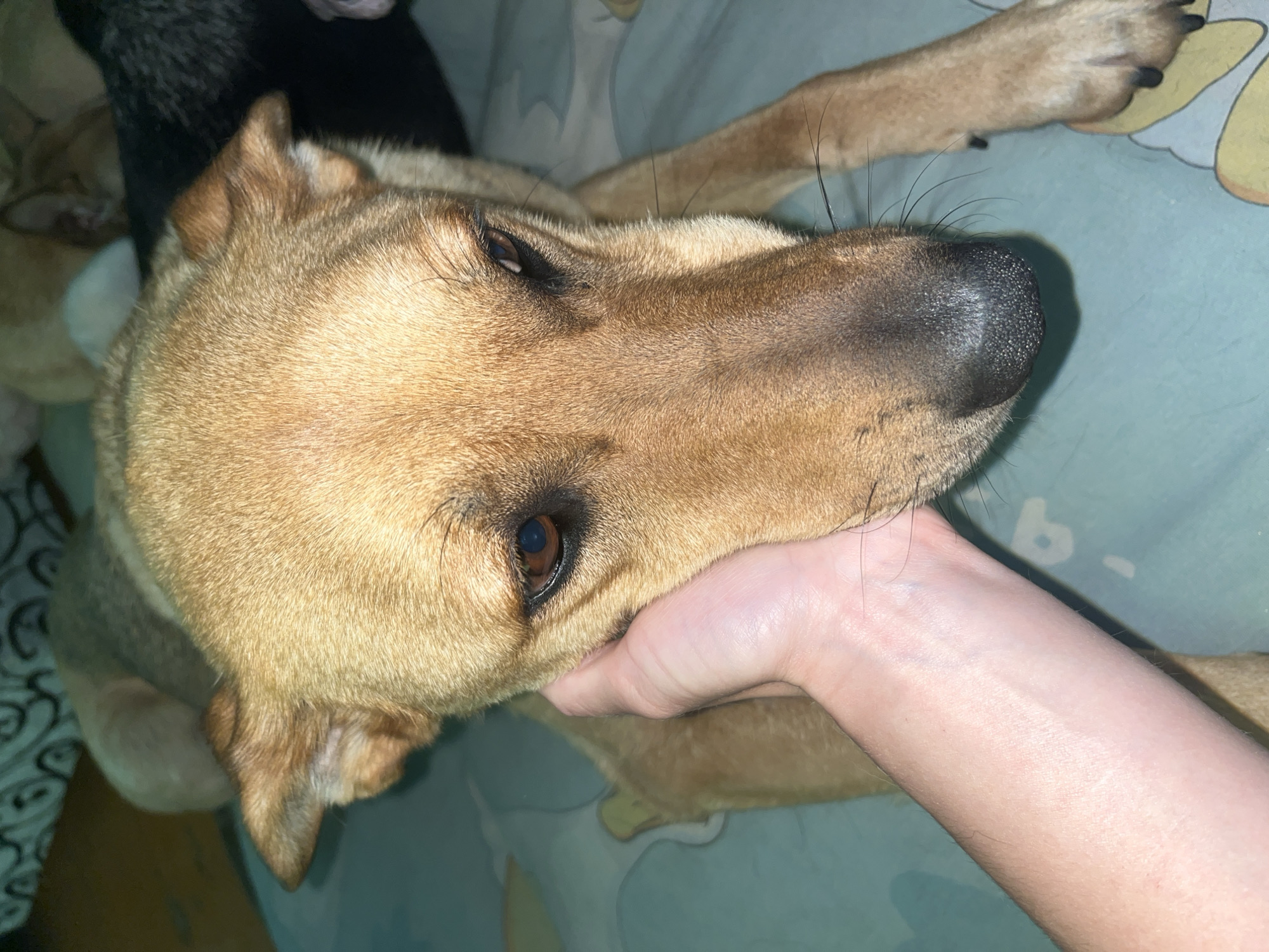 A medium shot shows a tan dog lying on a light blue patterned surface, possibly a bed or couch. A person's hand is gently supporting the dog's head, which is turned slightly to the side. The dog's eyes are open and looking down. The dog has tan fur, dark brown eyes, and a black nose. The background is blurred, with hints of other dogs or blankets. The scene appears to be indoors. There is no indication of the location in Nizhny Tagil, Russia.