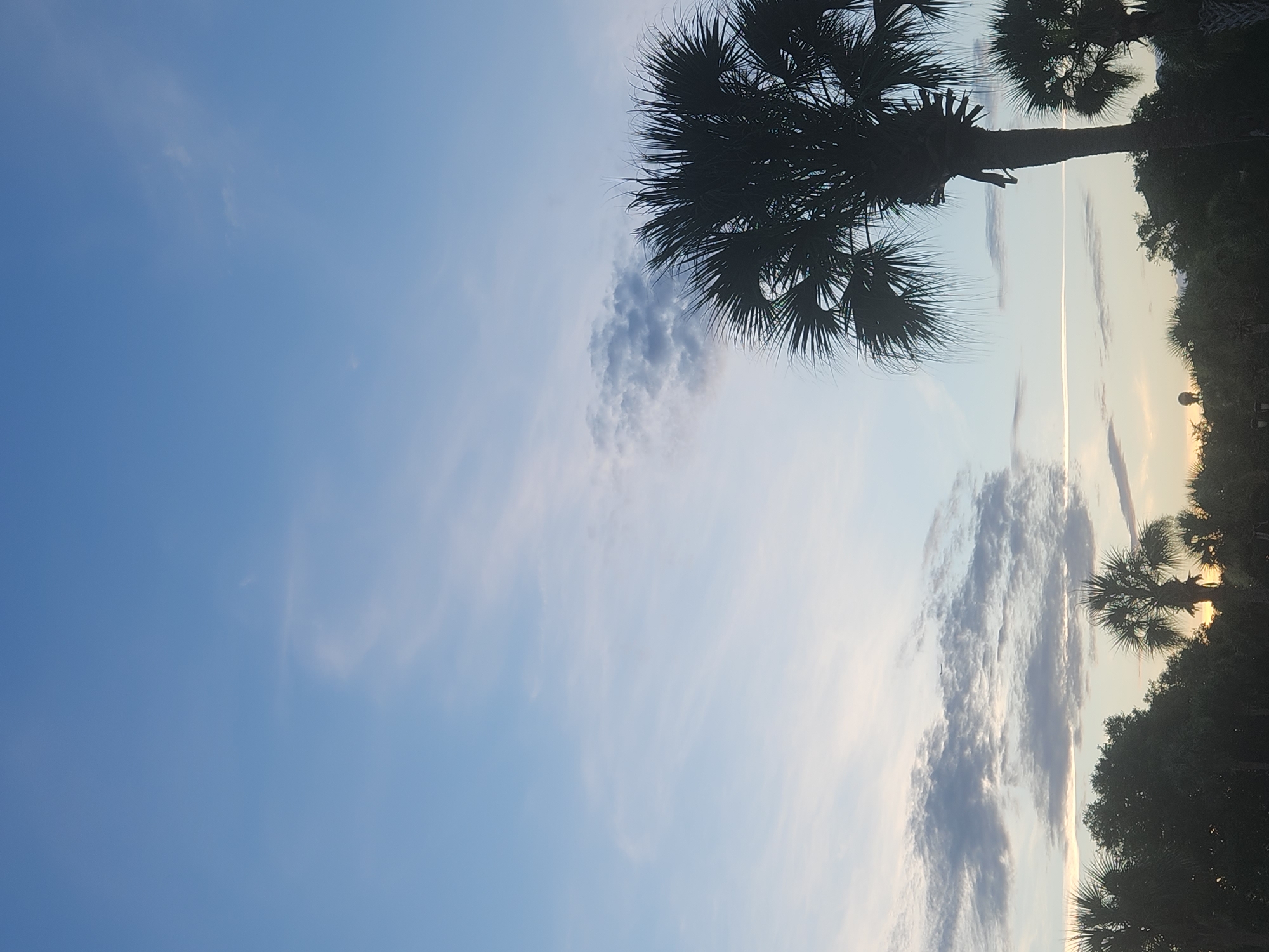 An image captures a sky over Altamonte Springs, United States of America, featuring a large palm tree in silhouette against a blue sky with wispy clouds. The setting appears to be either dawn or dusk, indicated by the soft lighting and the presence of a faint contrail across the sky. Below the sky, the silhouettes of various trees and other palm trees create a lush, tropical foreground. The overall impression is one of natural beauty and tranquility.