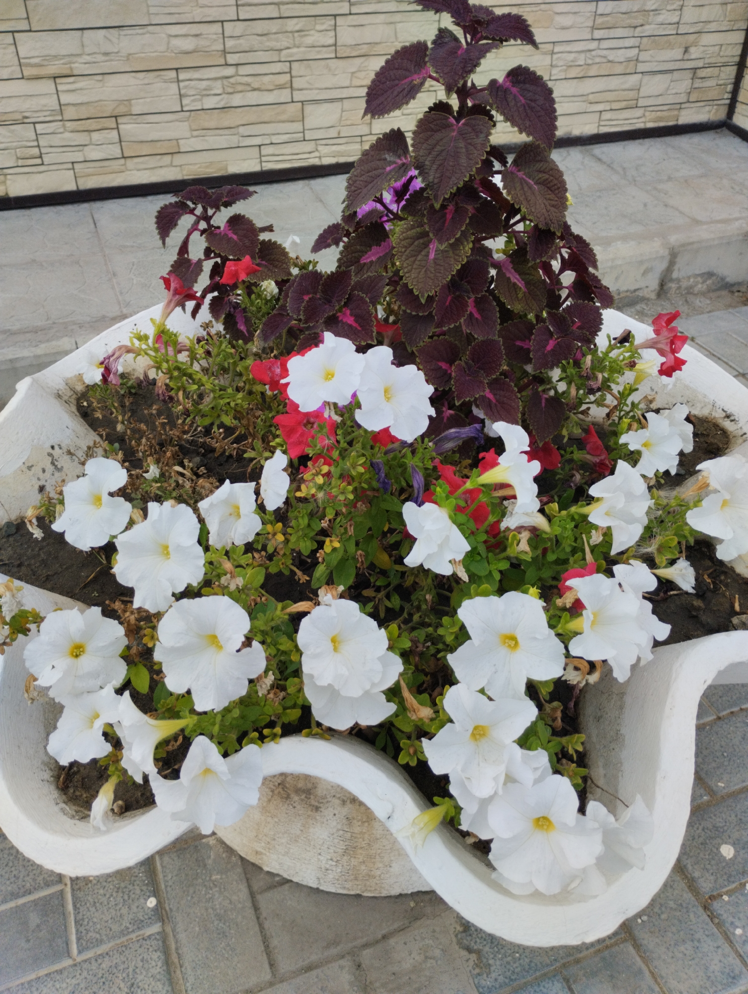 A white, curved planter overflows with white petunias and a tall, dark purple coleus plant. The planter is situated on a gray paver walkway in front of a wall constructed of rectangular, beige stone tiles. The scene appears to be outdoors, possibly in a city park or public space. No people are visible in the image. The lighting suggests it is daytime. The image does not provide specific information about the city of Kostanay, Kazakhstan, beyond its potential location.