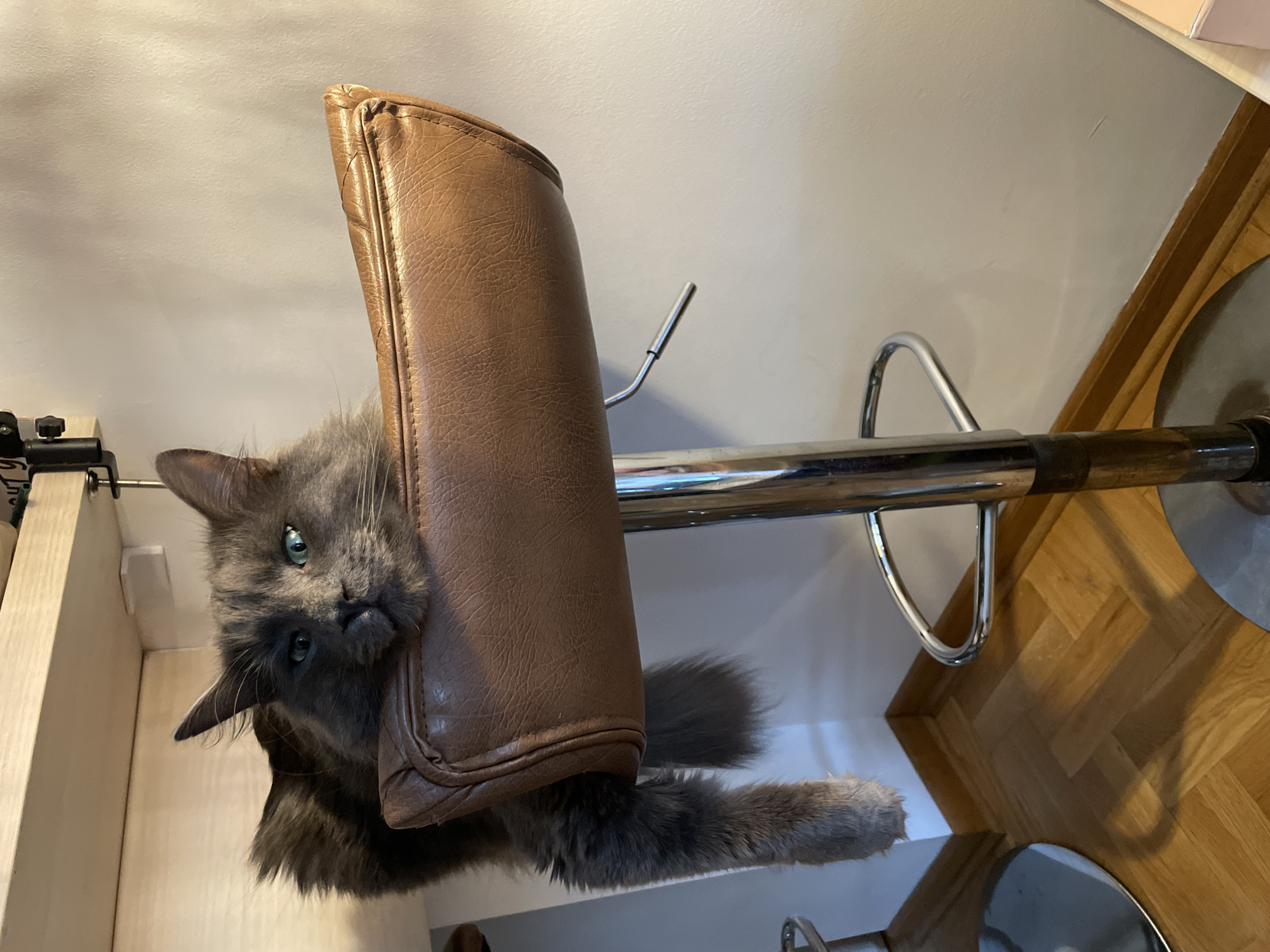 A grey cat is clinging to the backrest of a brown, leather-upholstered bar stool with a chrome frame. The stool is situated on a wooden floor, possibly parquet, in a domestic interior. The cat's face and one paw are visible, as well as part of its tail. A cabinet or shelving unit is partially visible in the background. The location in the city of Boreti, Montenegro cannot be determined from the image.