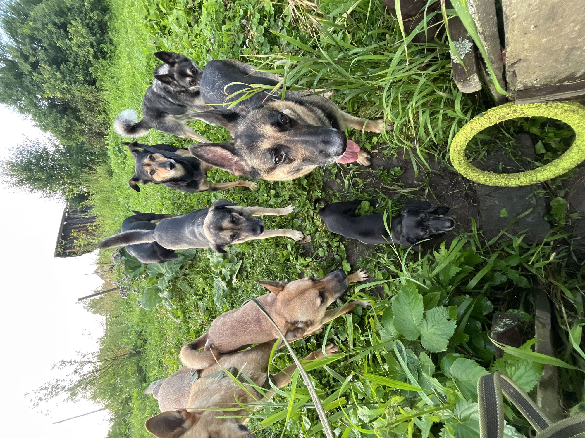 The image depicts a group of eight dogs in an outdoor, grassy environment. The dogs vary in breed and size. One dog in the foreground appears to be a German Shepherd, with its tongue hanging out. Other dogs visible include what seem to be mixed breeds, a black dog that may be a dachshund, and a dog with a grey and black coat. The dogs are situated in a somewhat overgrown area with tall grass, some foliage, and what appears to be damp earth or mud. There are also wooden planks and a bright yellow ring-shaped object in the lower right portion of the frame. In the background, there is a wooden structure and trees, suggesting a rural or semi-rural setting. The lighting indicates it is daytime, possibly late afternoon, with overcast or bright skies. The scene is likely a yard or an open field, possibly in the city of Nizhny Tagil, Russia, given the context.