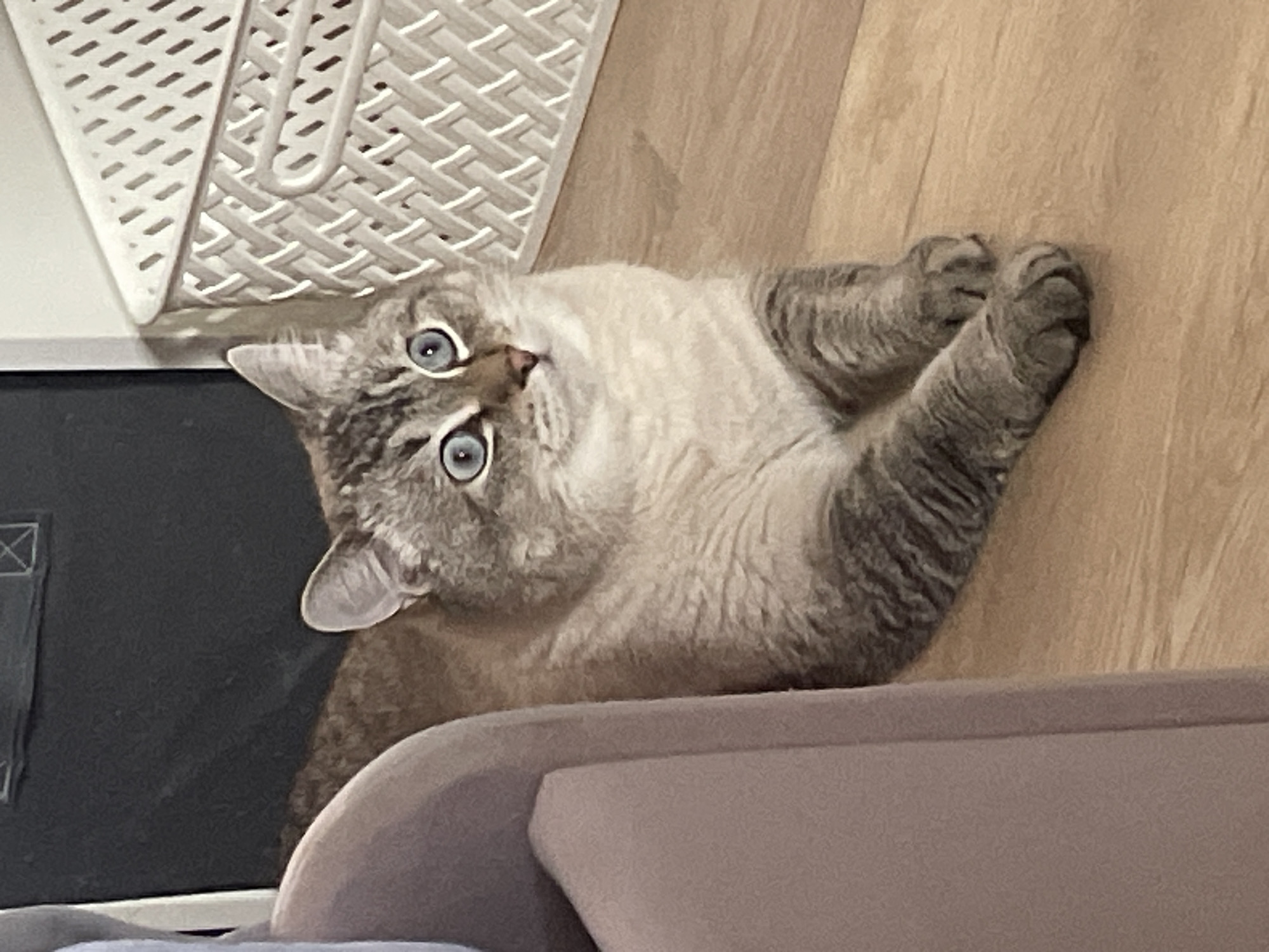 This media file is a photograph of a tabby cat with striking blue eyes lying on its back on a wooden floor. The cat is positioned on its back, with its paws extended upwards, suggesting it is playing or relaxing. Next to the cat is a white woven basket. The background includes a dark surface on the left, possibly a piece of furniture or appliance, and a beige upholstered surface in the foreground. The lighting suggests an indoor setting, likely during the daytime. The cat's expression, with its wide eyes looking directly at the camera, could be interpreted as curious or playful. There is no visible text in the image. The location context provided is Votkinsk, Russia.