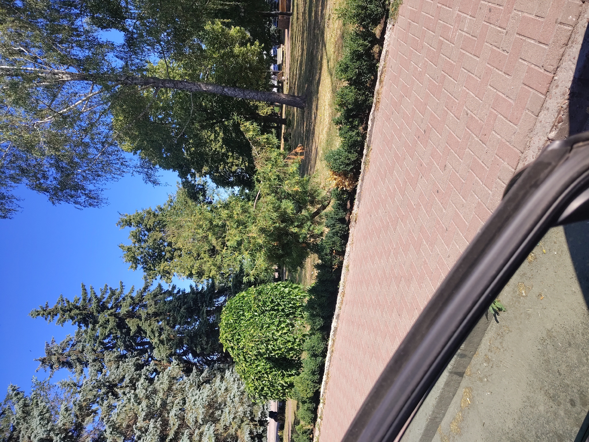 The image shows a park area with a paved walkway made of reddish-brown bricks laid in a herringbone pattern. The walkway is bordered by a low hedge of green bushes. Beyond the hedge, there is a grassy area with scattered trees, including tall coniferous trees and deciduous trees with green foliage. A distinctly rounded, bushy tree is also visible. In the background, there are benches and possibly some vehicles. The sky is clear and blue. The image appears to have been taken from a low angle, possibly from inside a vehicle, as a dark car door frame or window is visible in the foreground, partially obscuring the lower left portion of the scene. There are no people clearly visible in the image. The setting is likely a public park or urban green space in Borzna, Ukraine, given the context.