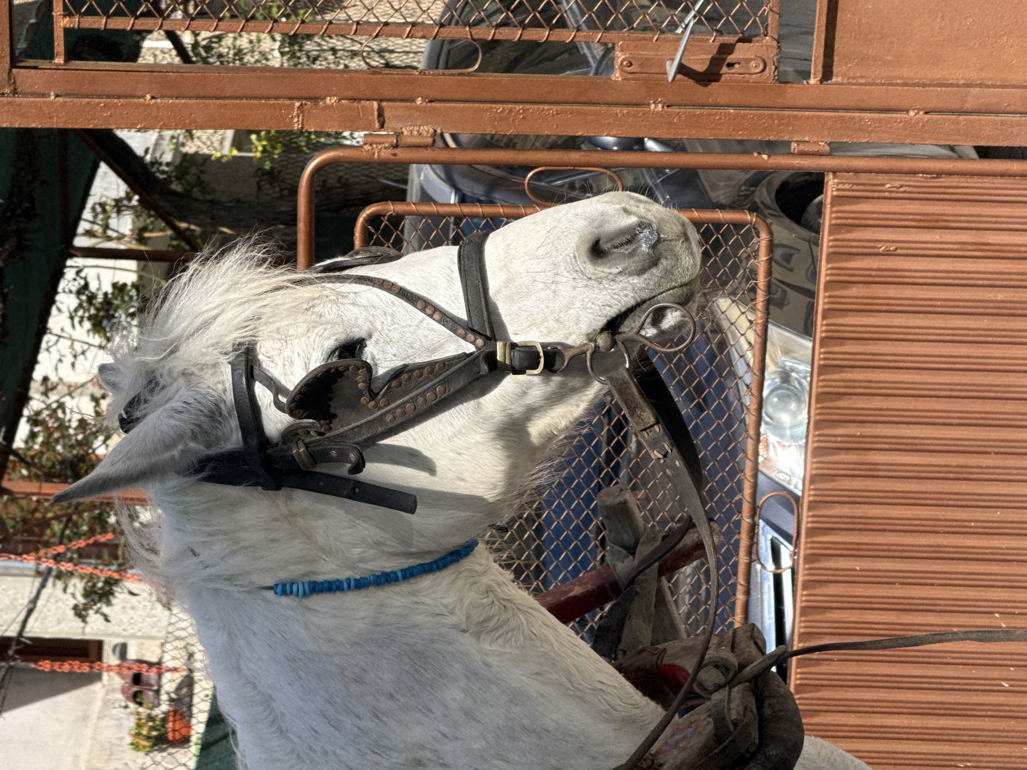 The image depicts a white horse in Shumen, Bulgaria. The horse is wearing a bridle with decorative elements like blue beads around its neck and leather details on the bridle. It appears to be part of a horse-drawn carriage, with portions of the carriage visible in the background. The setting seems to be an urban environment with buildings and metal structures nearby. The lighting suggests it is daytime.