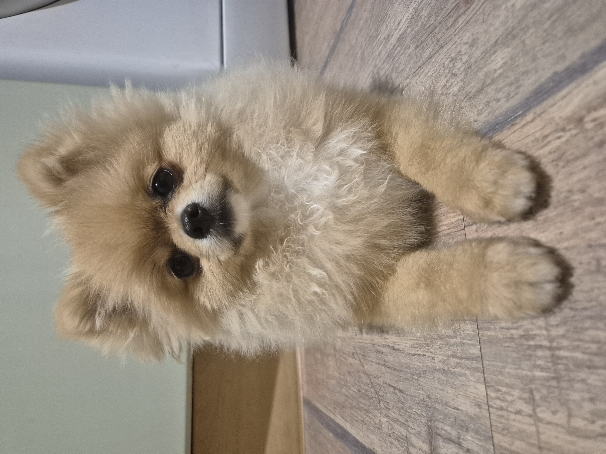 A light brown Pomeranian dog is lying on a wooden floor, facing the camera. The dog has dark eyes and a black nose. The background is a light-colored wall and a light gray appliance. The lighting is even and natural. The image is a close-up of the dog.