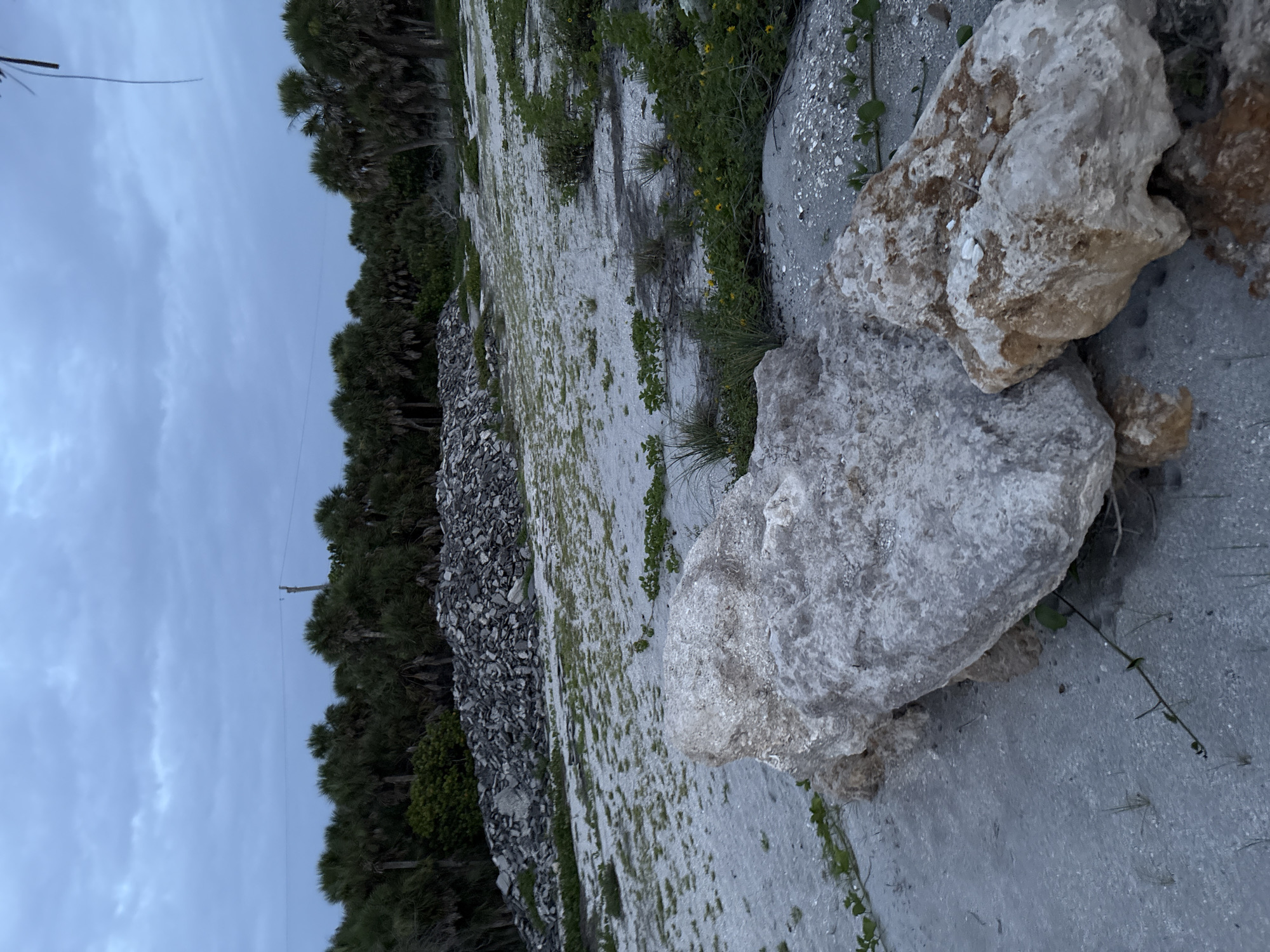 The image depicts an outdoor scene at dusk on a sandy area that appears to be a beach or coastal environment. In the foreground, two large, light-colored rocks are prominently displayed. The rock on the left is larger and appears rough and crystalline, while the rock on the right is lighter in color with reddish-brown inclusions and is slightly smaller. The ground is covered in sand with sparse patches of green vegetation, including low-lying plants and grasses. In the middle ground, a large pile of dark, broken debris, possibly asphalt or crushed rock, is visible. Beyond this pile, a dense line of palm trees forms a dark green backdrop against a cloudy, pale blue sky. A single utility pole with wires can be seen emerging from the treeline in the upper right quadrant of the image. The overall atmosphere is subdued due to the low light conditions. The scene is likely located in the city of Venice, United States of America, given the prevalence of palm trees and sandy terrain. There are no people or animals visible in the image.