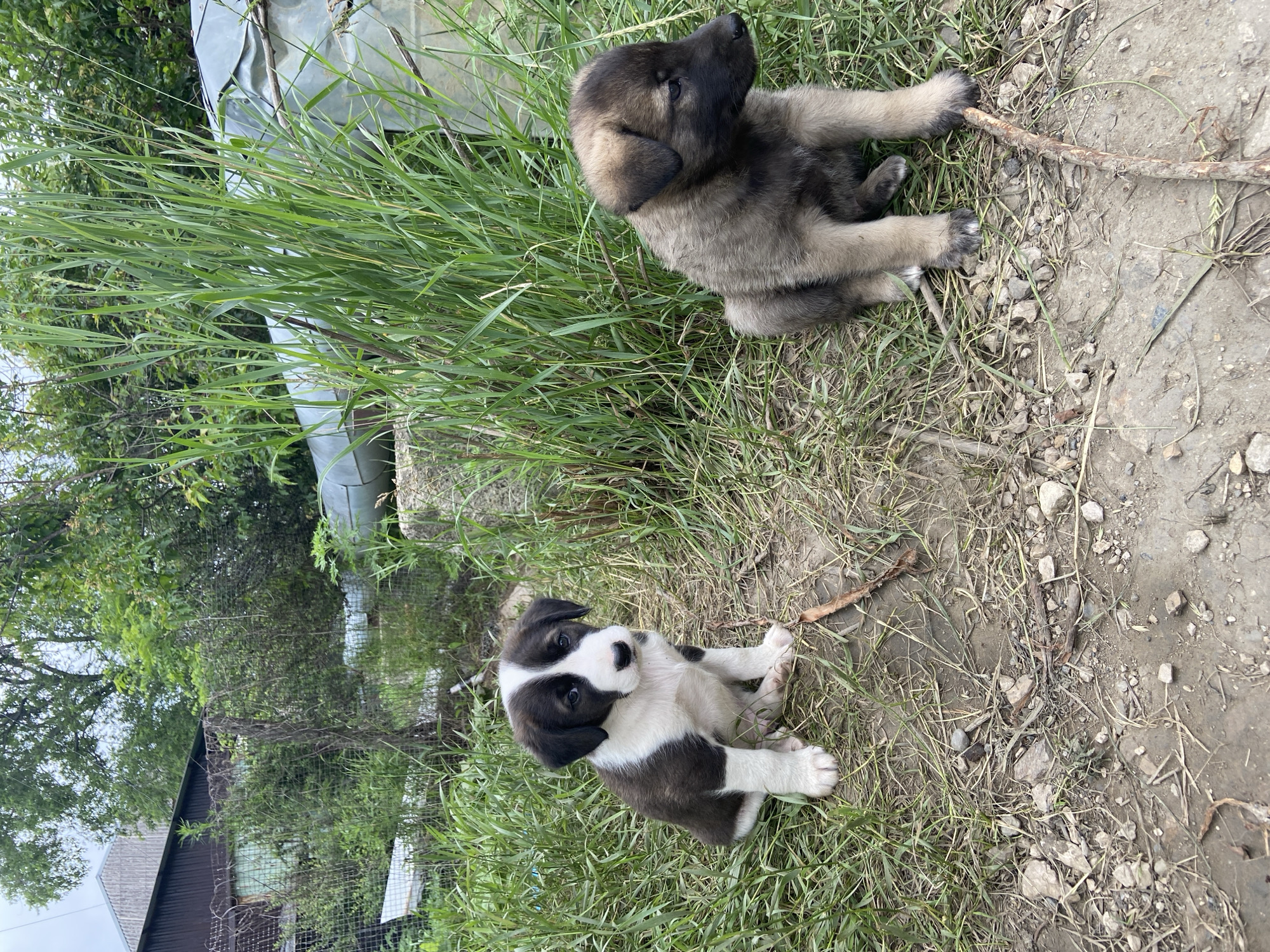 Two puppies, one black and white and the other brown, sit on a dirt path in Gvozdevo, Russia. The puppies are in the foreground, with tall green grass and trees behind them. In the background, a building with a metal roof is visible, as well as a wire fence. The scene appears to be in a rural or suburban area, with evidence of both natural elements and human structures.