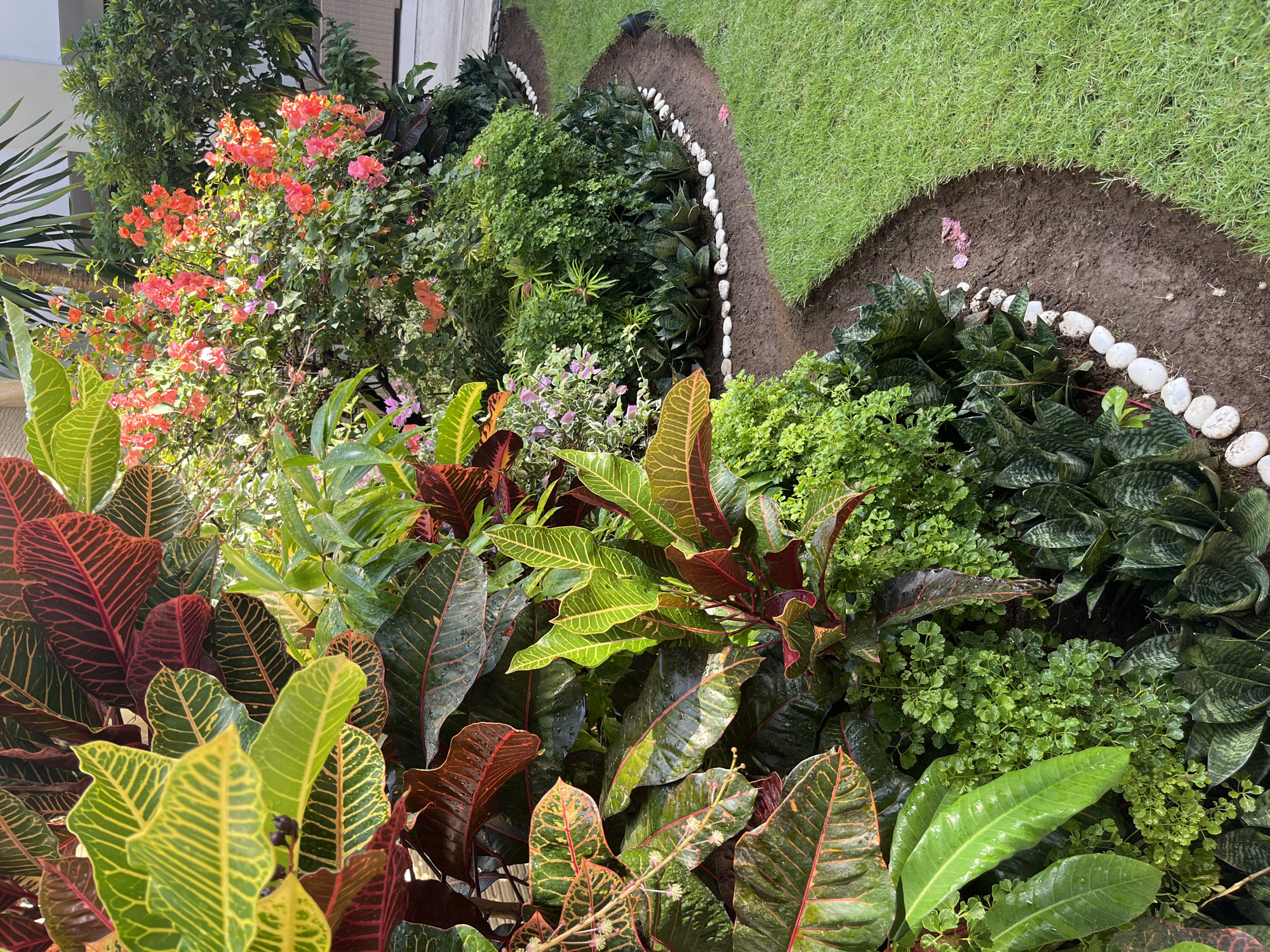 The image shows a beautifully landscaped garden in Kuta Selatan, Indonesia. In the foreground, lush green grass lines a curved pathway made of dark soil and edged with small white stones. The pathway meanders through a vibrant collection of tropical plants. To the left, large Croton plants display their striking leaves in shades of green, yellow, and deep red. These are interspersed with smaller, bushy green plants and snake plants with their characteristic sword-like leaves. In the background, a cluster of bright coral-colored bougainvillea flowers adds a splash of vibrant color to the scene. The overall impression is one of meticulous care and tropical abundance.