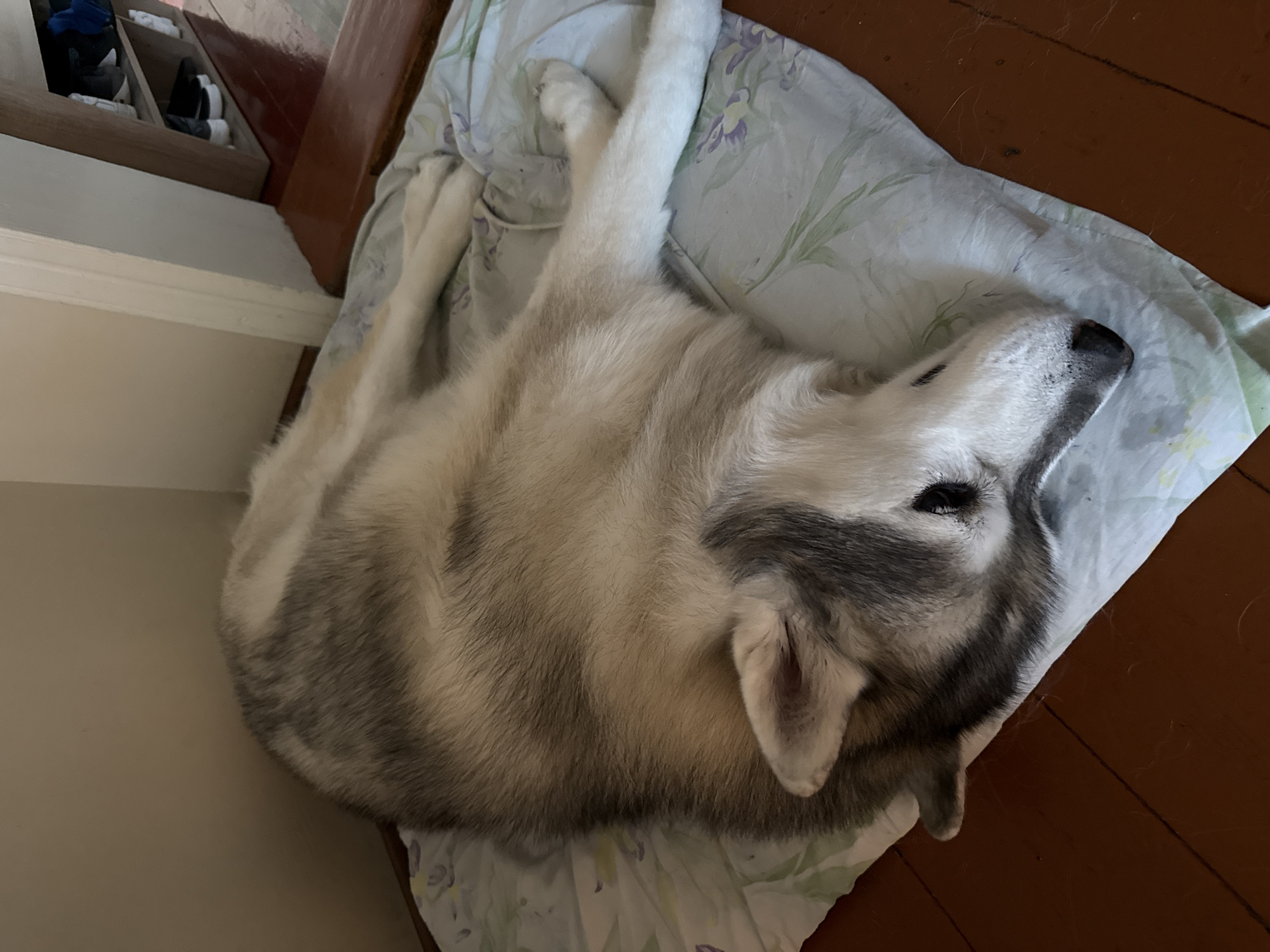 A husky dog is lying on a light blue blanket with a floral pattern. The dog is facing to the right and its head is resting on the blanket. The dog's fur is grey and white. The blanket is on a wooden floor. In the background, there is a white wall and a doorway. A shoe rack with shoes on it is visible through the doorway.