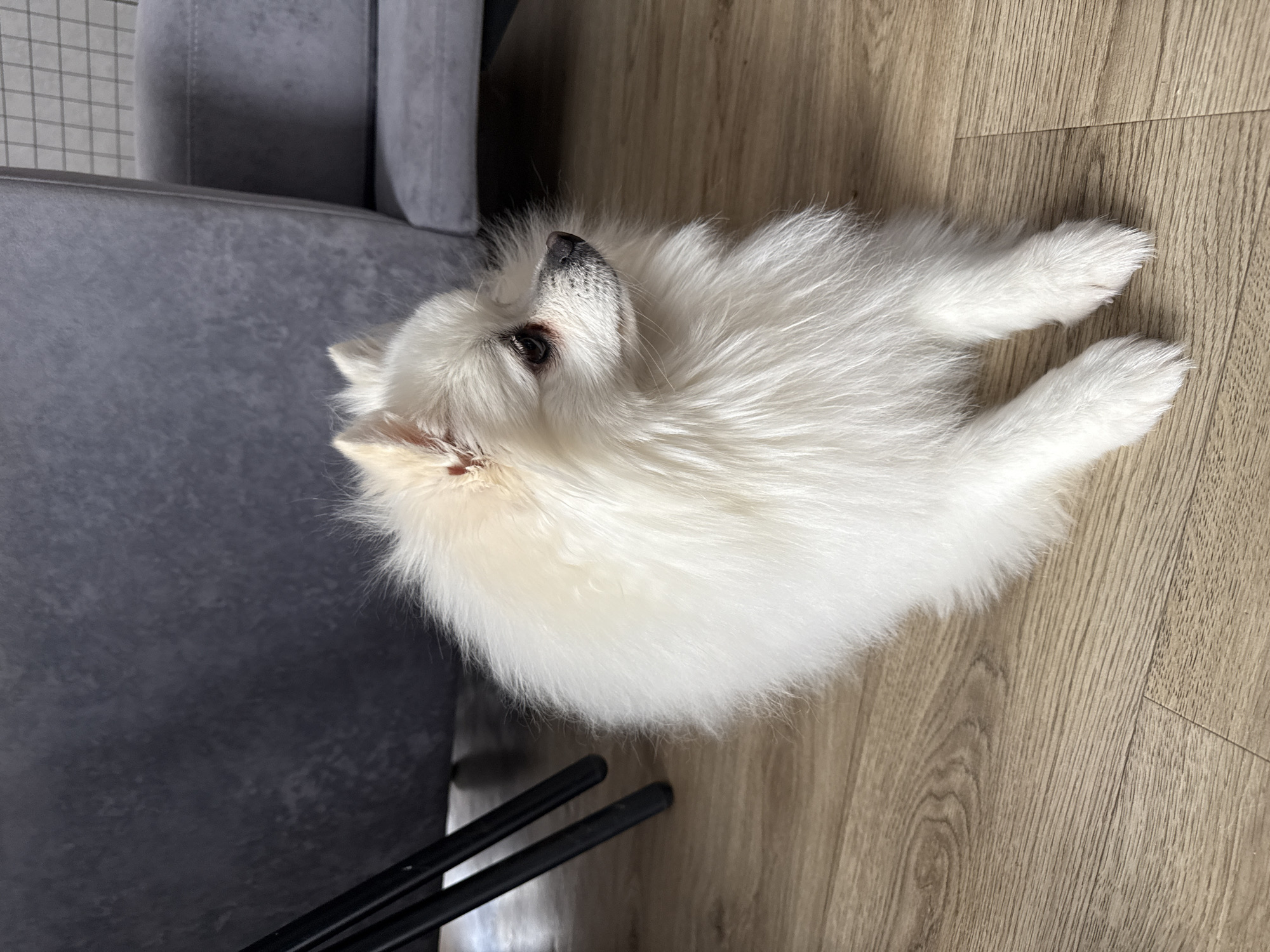 A fluffy white dog lies on a light wooden floor, looking upwards and slightly to the left. The dog, likely a Pomeranian, has thick, white fur, a dark eye, and a black nose. Its front paws are extended to the right. To the left of the dog is a dark gray upholstered armchair or sofa, with a subtle patterned wall or screen visible behind it. In the bottom left corner, two black metal bars, possibly chair legs, are present. The scene is brightly lit, suggesting daytime. The setting appears to be indoors, likely a home in Lobanovo, Russia. There is no visible text.
