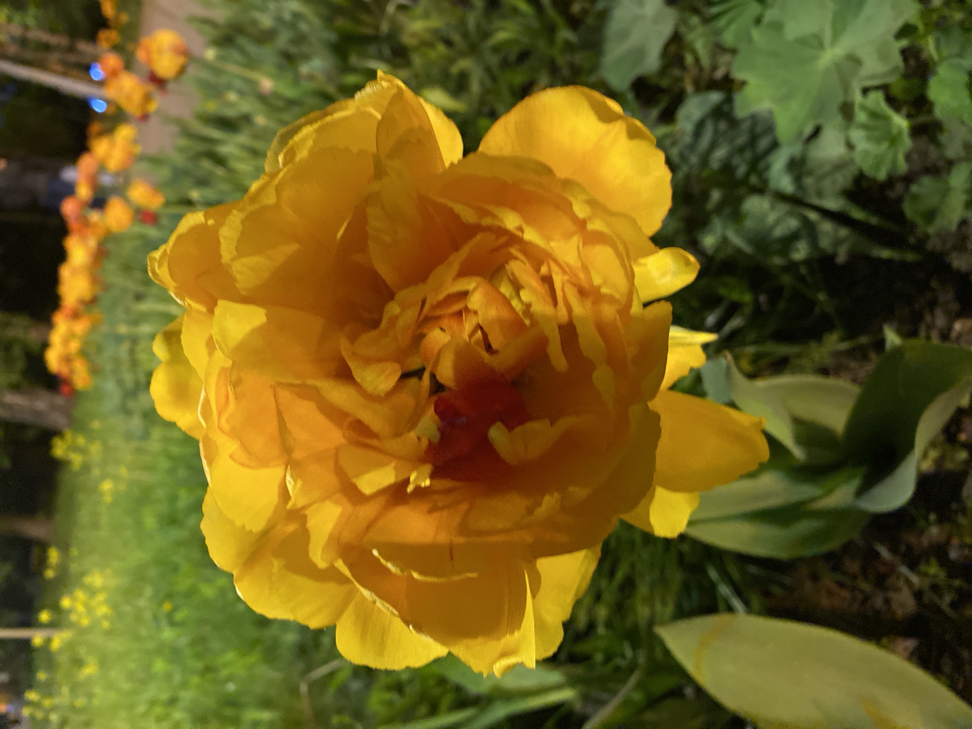 Here is a detailed description of the image:
**Subjects**:
The image prominently features a large, blooming yellow flower, likely a tulip with a double or peony-like structure due to its many petals.
**Objects**:
* A lush, green background with foliage suggesting a garden or park setting.
* Some leaves are visible directly around the flower.
* Out-of-focus yellow flowers or lights in the background, possibly from another plant.
**Environment**:
The scene seems to be captured outdoors, potentially in a garden or park. The lighting suggests it might be evening or a low-light condition.
**Location Clues**:
There is no definitive evidence within the image to confirm the location is in Moscow, Russia. However, tulips are commonly cultivated in gardens and urban settings, and could be found in Moscow like other cities. The image does not include any distinct landmarks or features specific to Moscow.