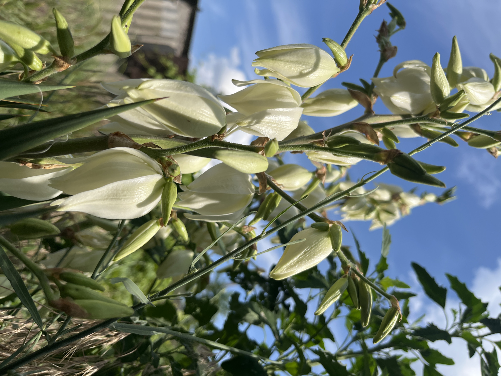 A close-up, low-angle shot captures a cluster of Yucca flowers against a bright blue sky with scattered white clouds. The Yucca flowers are creamy white and bell-shaped, some fully open and others still in bud, clustered along green stems. The leaves of the Yucca plant are long, stiff, and sword-like, with a deep green color, interspersed among the flowers. The background shows a blurred view of green foliage and a hint of a rustic wooden structure, possibly a fence or shed. The lighting suggests it is daytime, likely morning or afternoon, with the sun illuminating the flowers and casting subtle shadows. The scene evokes a feeling of natural beauty and tranquility. The location is identified as Dnipro, Ukraine. No text is visible in the image.