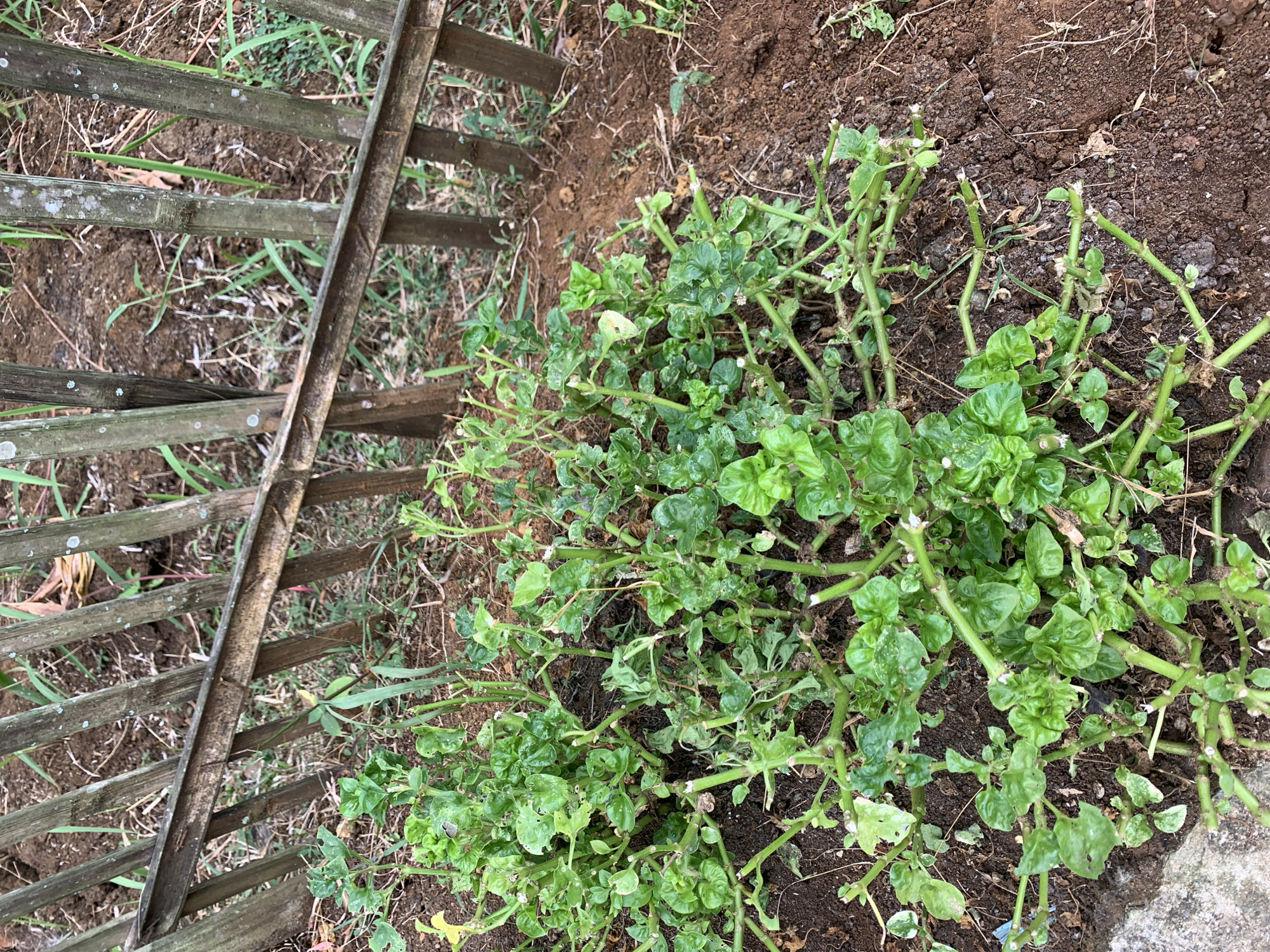 This is an eye-level, medium shot of a patch of green, leafy plants growing in dark soil next to a weathered bamboo fence. The fence is made of vertical bamboo poles connected by a horizontal bamboo piece. The plants have thick green stems and bright green, crinkled leaves. Some of the leaves appear to have small holes. The soil is loose and appears to be part of a garden bed. The background shows more soil and some dry grass. The scene is consistent with an outdoor environment in Utama, Indonesia, likely a residential yard or a small garden.
